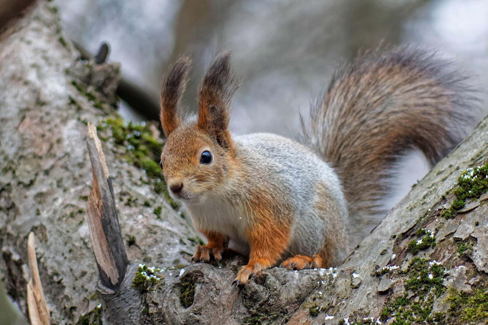 Squirrel HD wallpaper, Detailed background, High-quality image, Nature's beauty, 1920x1280 HD Desktop