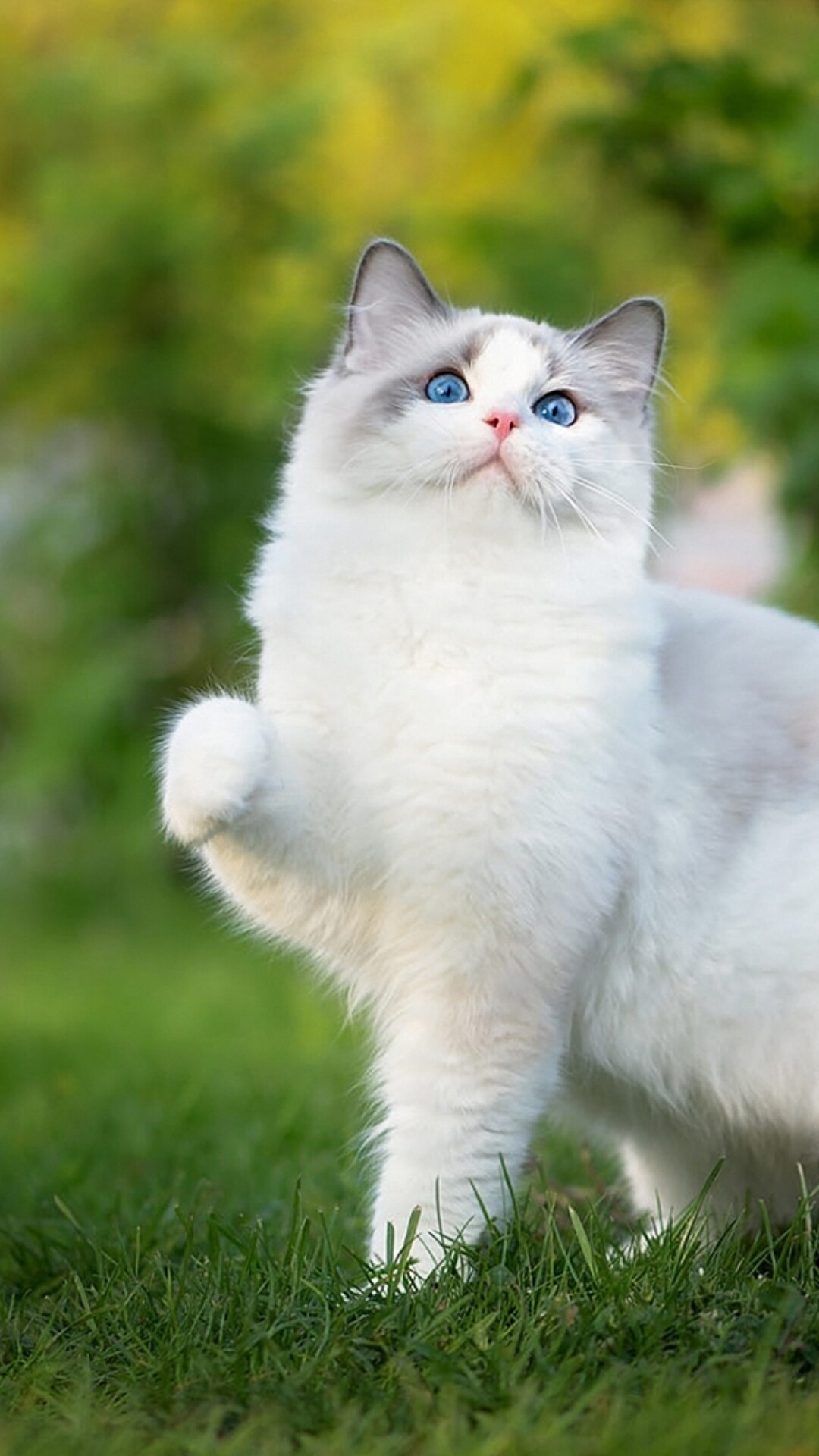 Ragdoll cat, Ethereal beauty, Mesmerizing gaze, Supernatural grace, 1080x1920 Full HD Phone