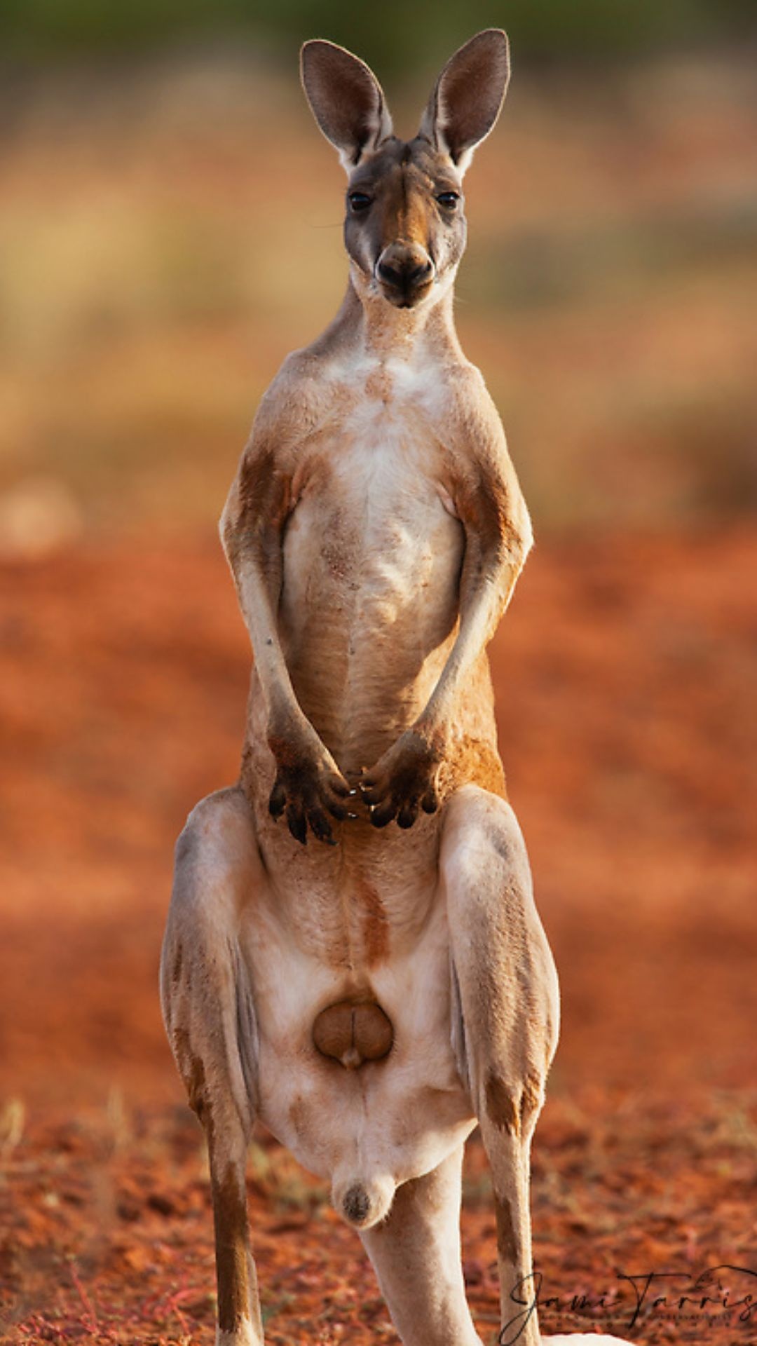 Kangaroo (Animals), Kangaroo wallpaper, Artistic imagery, Nature's charm, 1080x1920 Full HD Phone