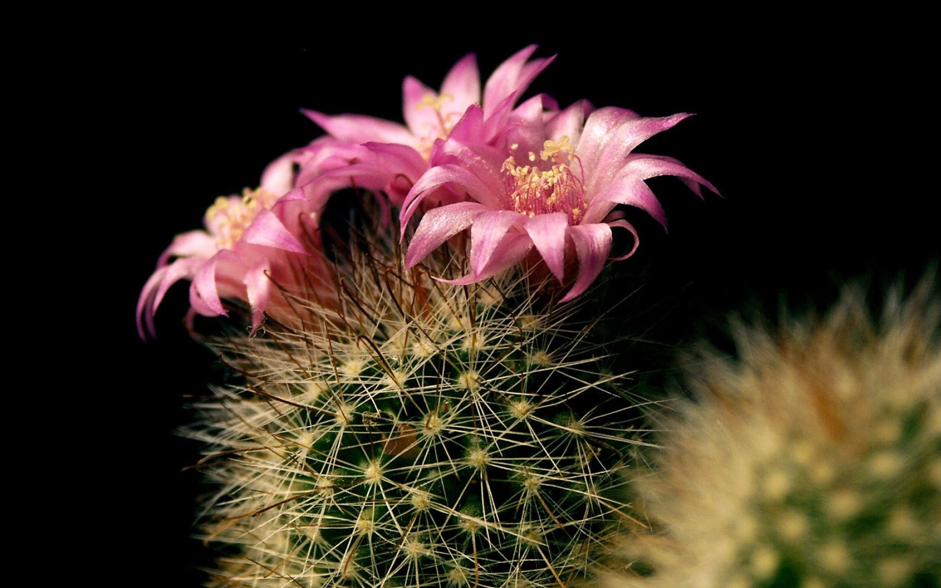 Cactus, Flower wallpapers, Nature's wonder, Floral charm, 1920x1200 HD Desktop