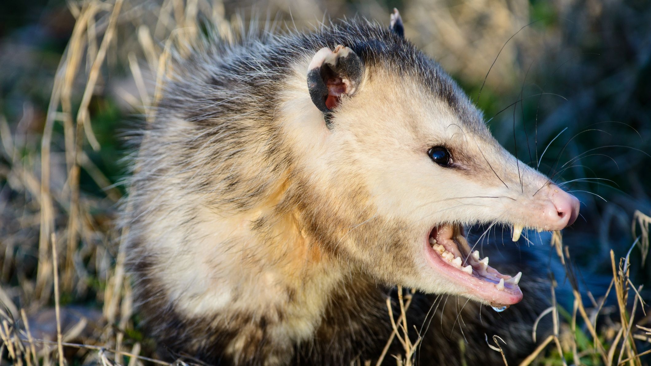 Opossum vs possum, Species comparison, Full Bloom Film Festival, Virtual event, 2120x1200 HD Desktop