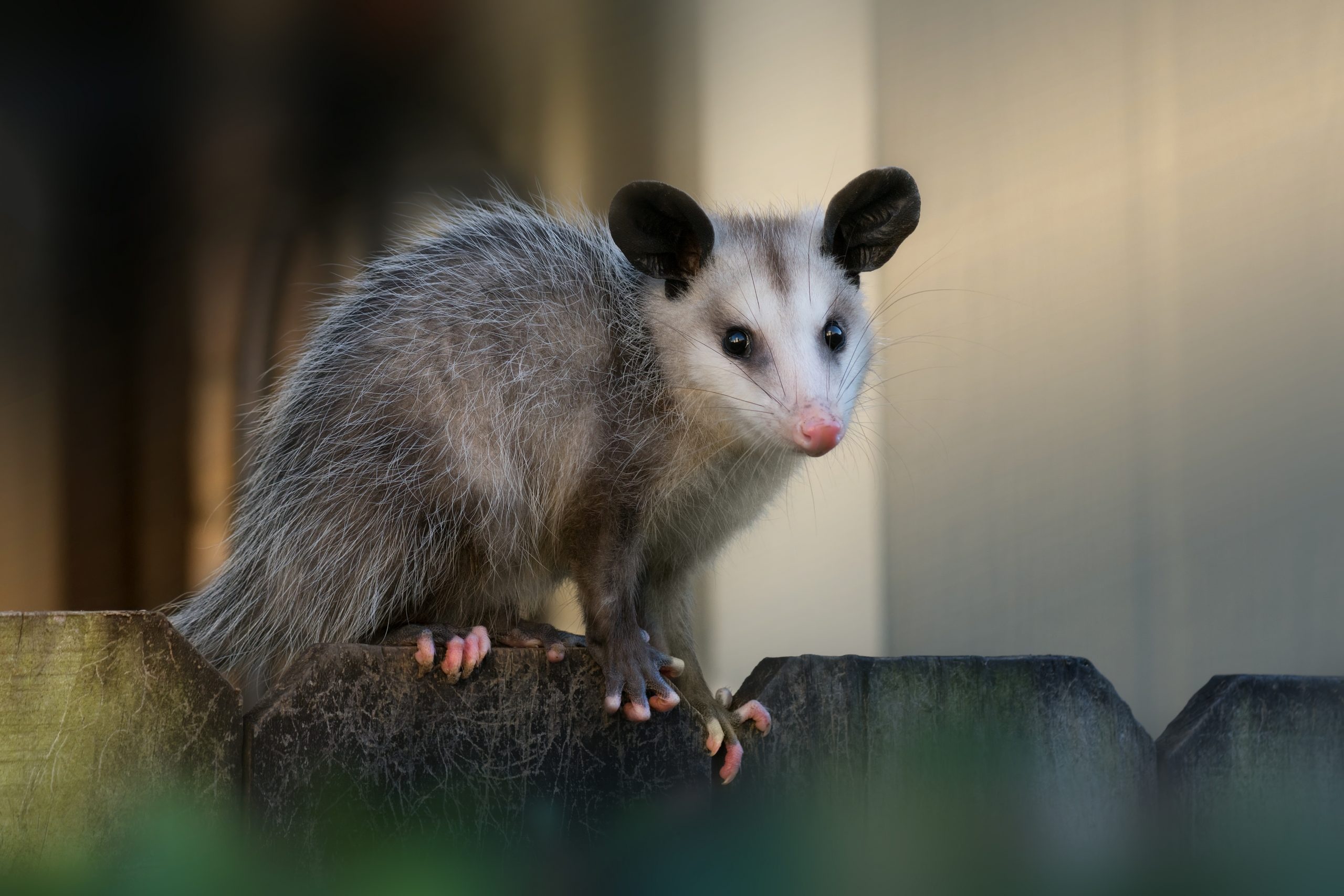 Possum and opossum, Cute animal pictures, Reader's Digest collection, Heartwarming wildlife, 2560x1710 HD Desktop