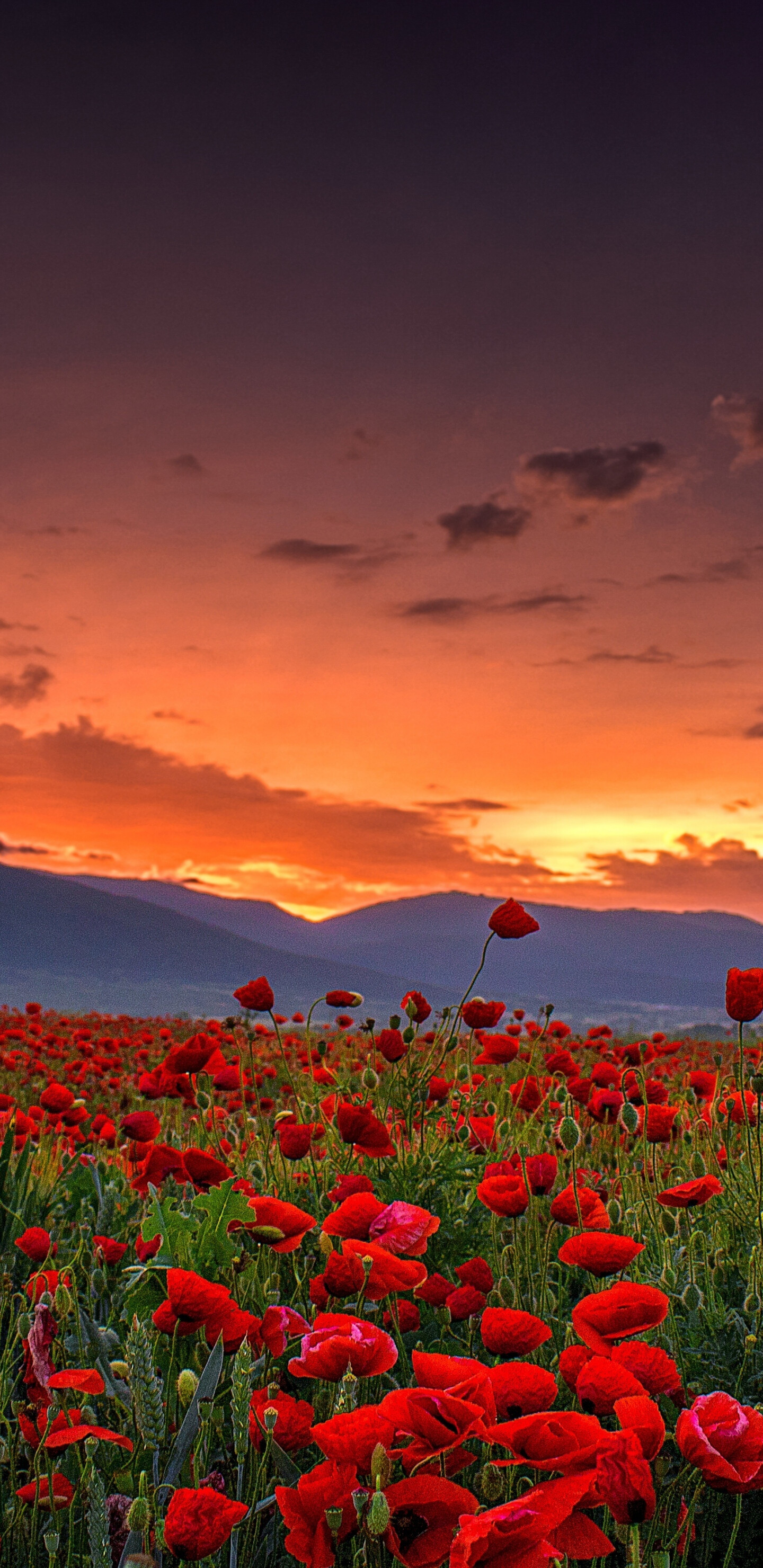 Poppy farm sunset, Stunning landscape, Serene nature, Captivating colors, 1440x2960 HD Phone