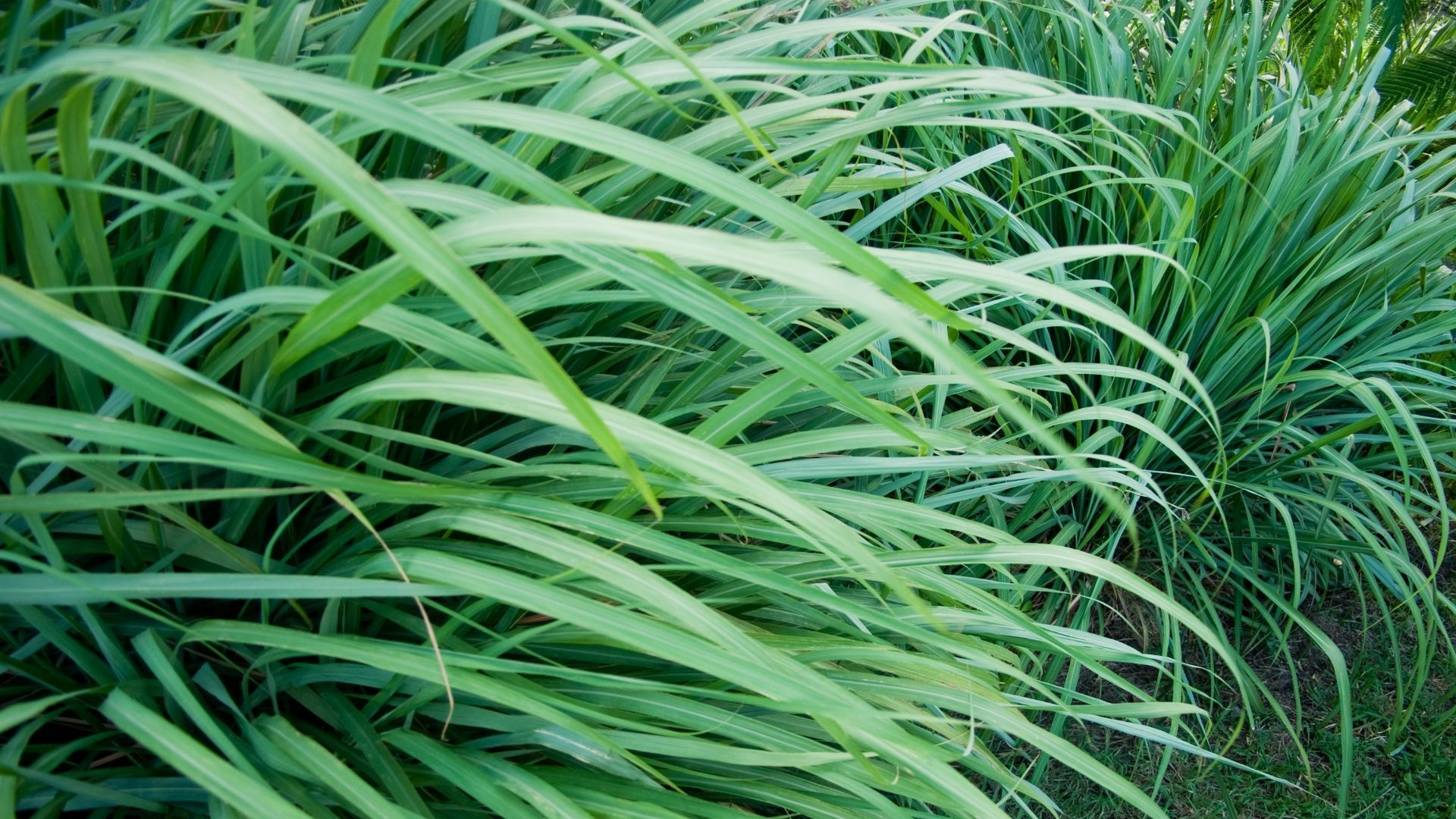 Lemongrass wallpapers, Natural beauty, Fresh visuals, Serene backgrounds, 1920x1080 Full HD Desktop