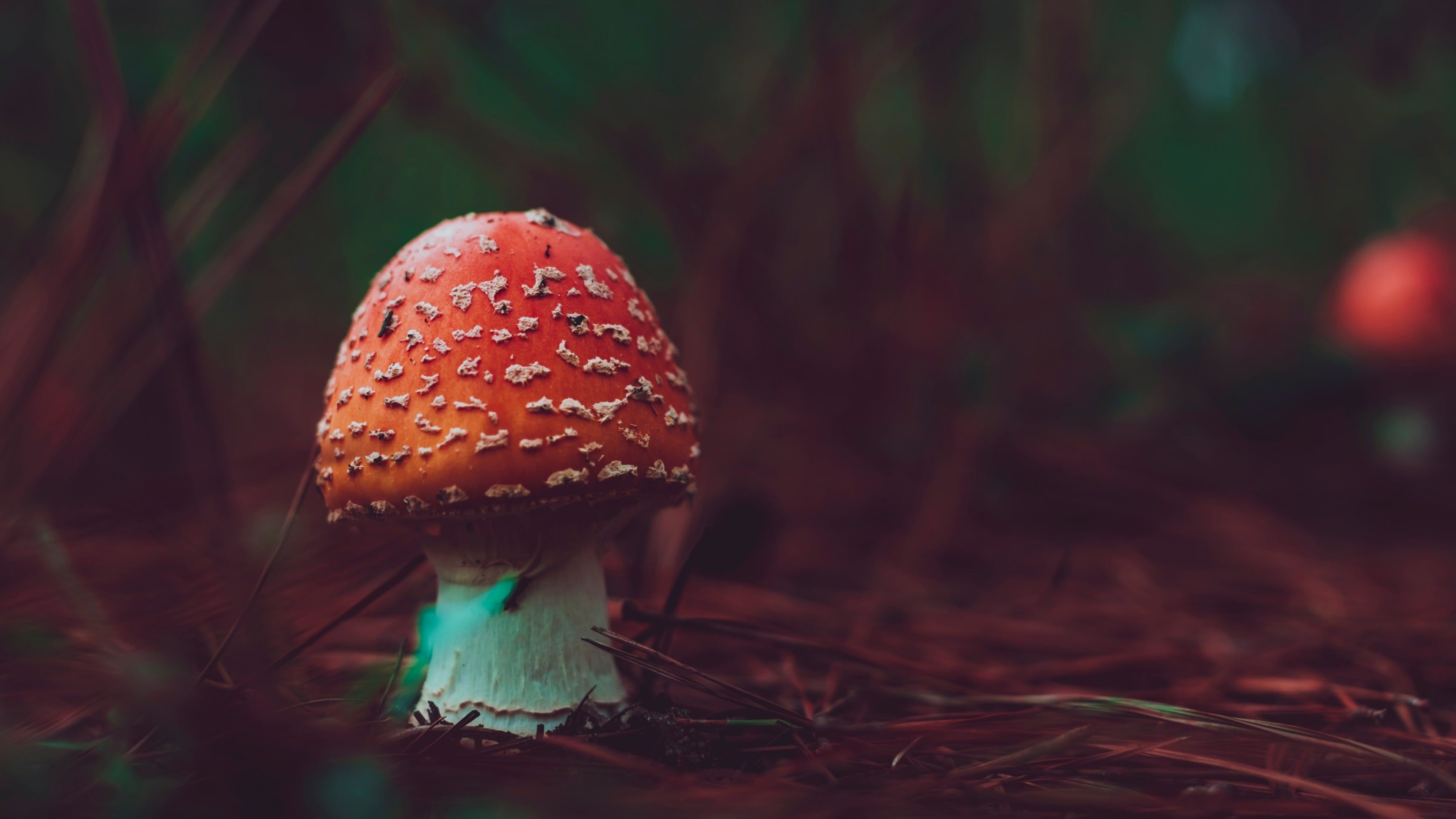 Amanita, Nature, Poisonous mushroom, 4K wallpaper, 3840x2160 4K Desktop