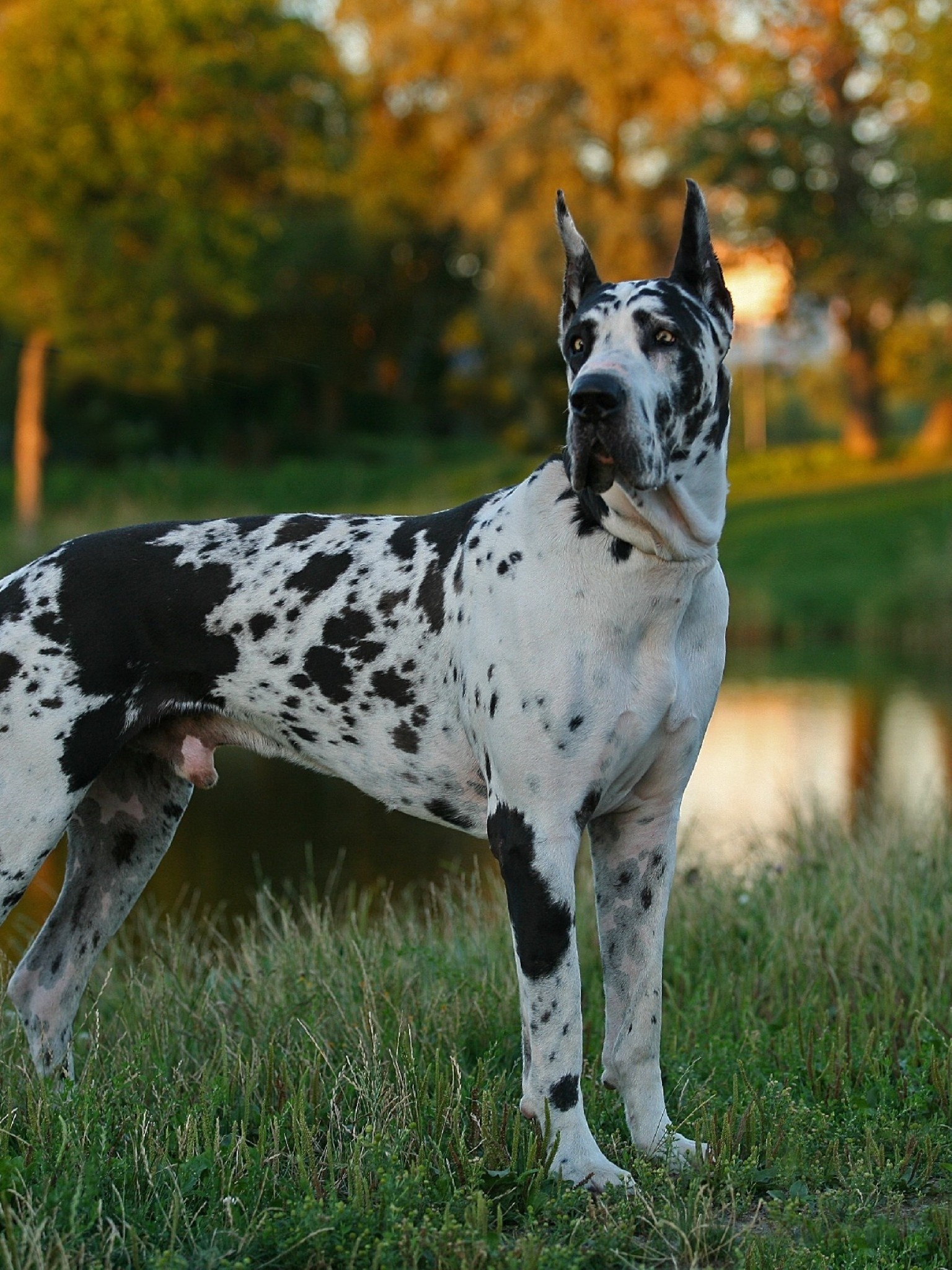 Great Dane, iPhone wallpapers, Mobile backgrounds, Cool wallpapers, 1540x2050 HD Phone
