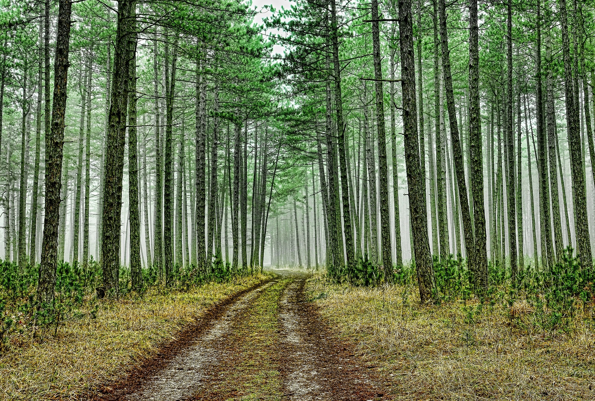 Cedar Tree, Barnbrucher forst, Renaturing project, Wolfsburg, 1920x1300 HD Desktop
