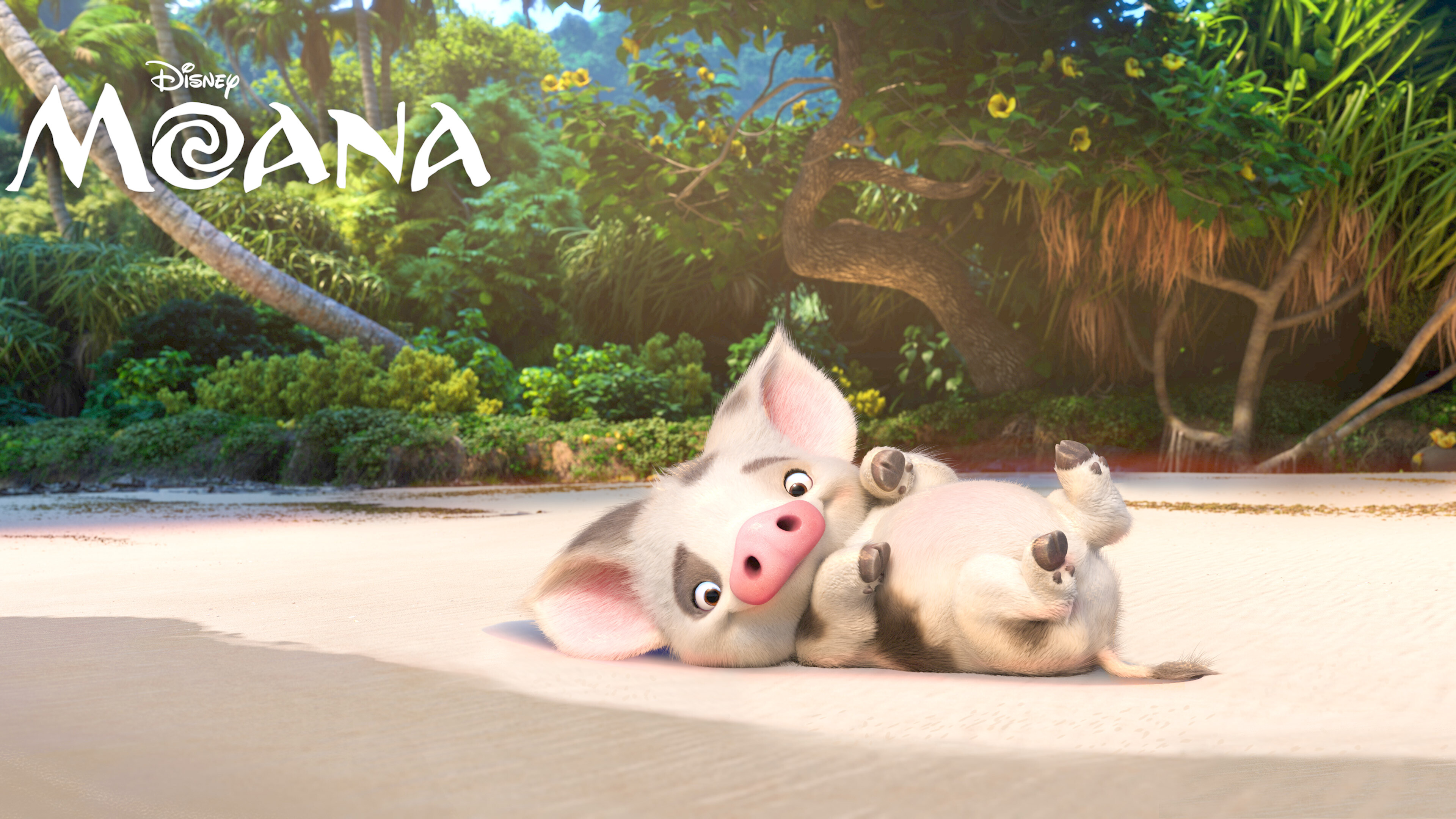 Pua, Moana Wallpaper, 3840x2160 4K Desktop