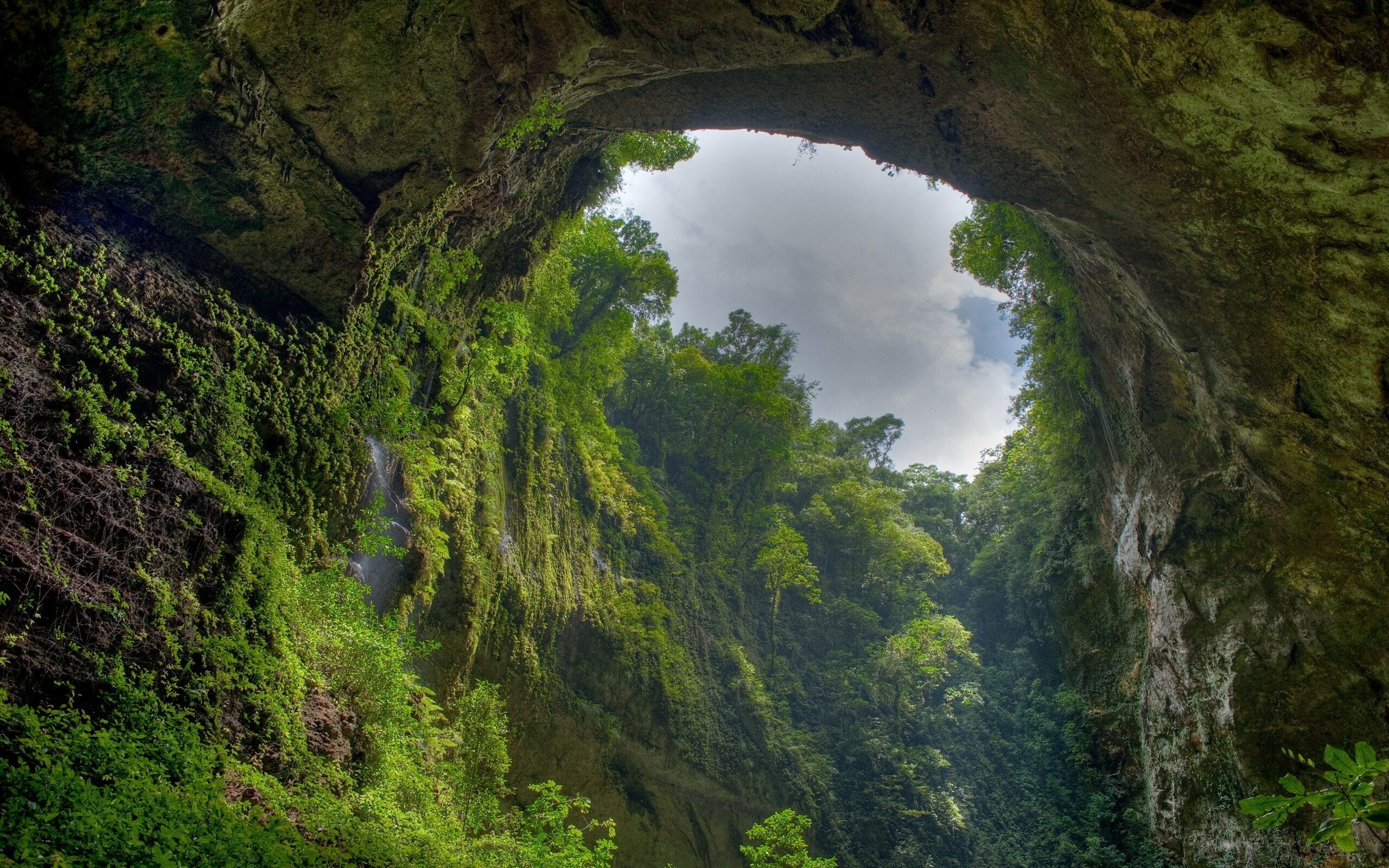 El Yunque, Rainforests Wallpaper, 2560x1600 HD Desktop