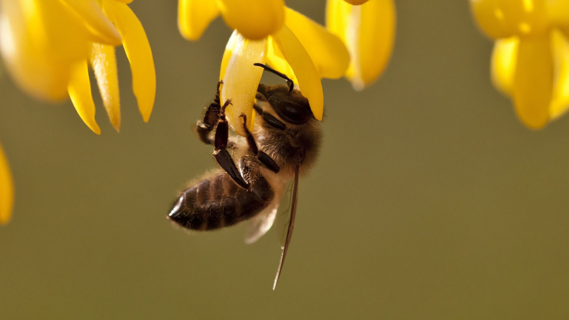 Bee, Stunning bee wallpaper, Vibrant insect, Nature's marvel, 1920x1080 Full HD Desktop