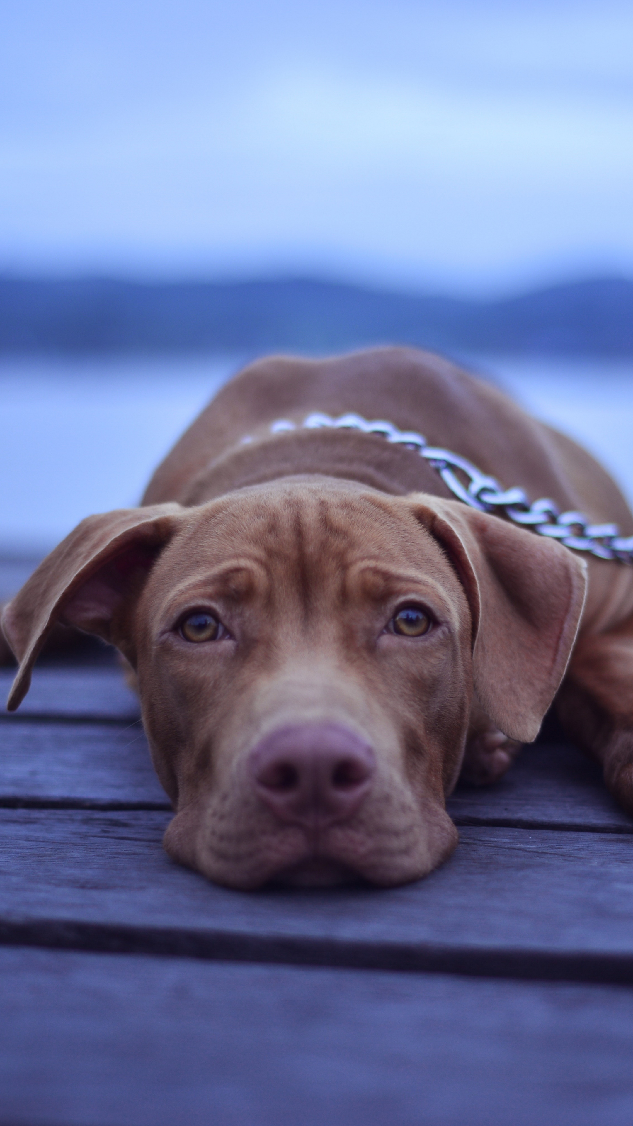 Dog muzzle, Animal, Relaxed, Sony Xperia Z5, 2160x3840 4K Phone