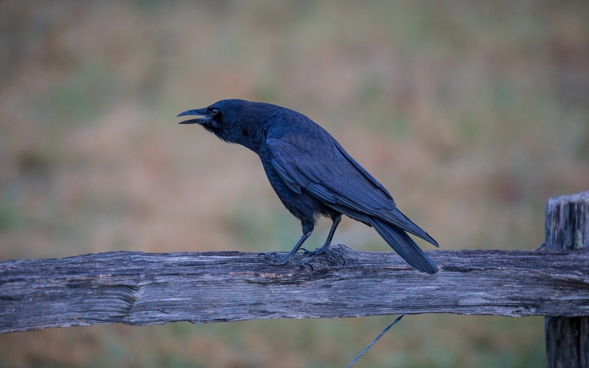 Crow HD wallpapers, Desktop backgrounds, Mobile, 1920x1200 HD Desktop