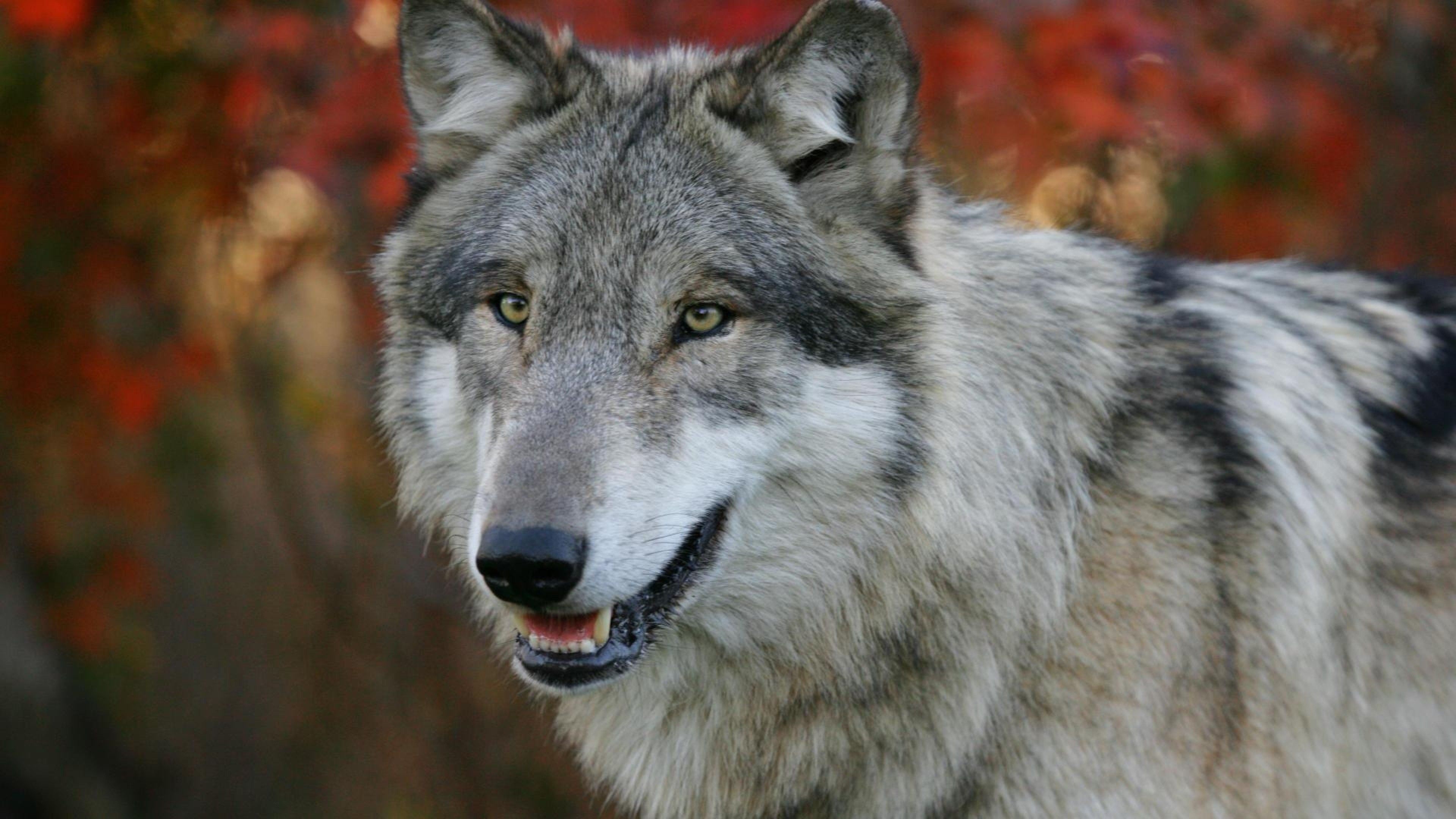 Gray Wolf, Breathtaking beauty, Captivating creatures, Enchanting predators, 3840x2160 4K Desktop