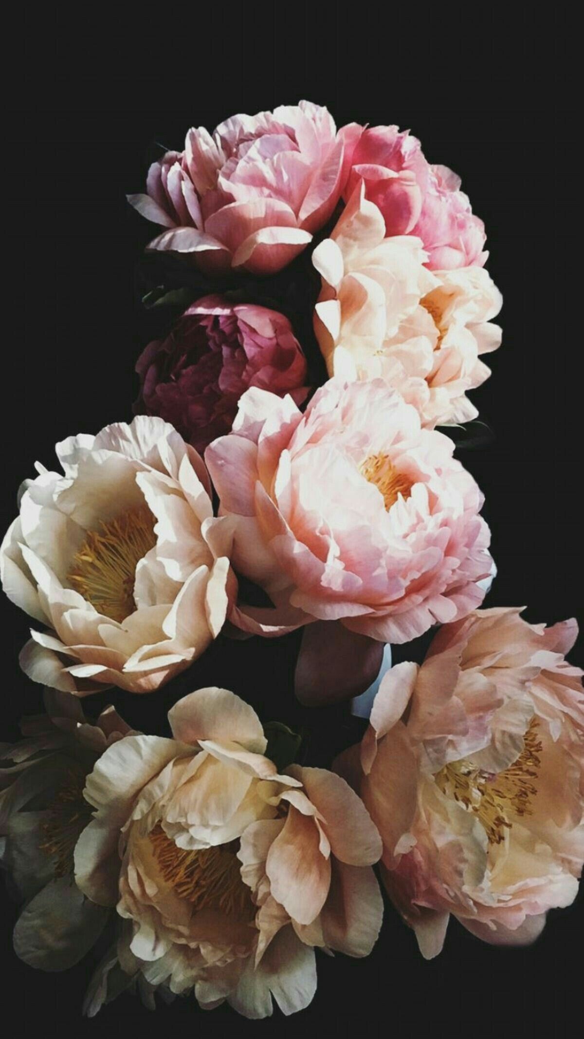 Peach-cream peony blooms, Deep burgundy peony bud, Golden stamen centers, Black studio backdrop, HD Phone wallpaper