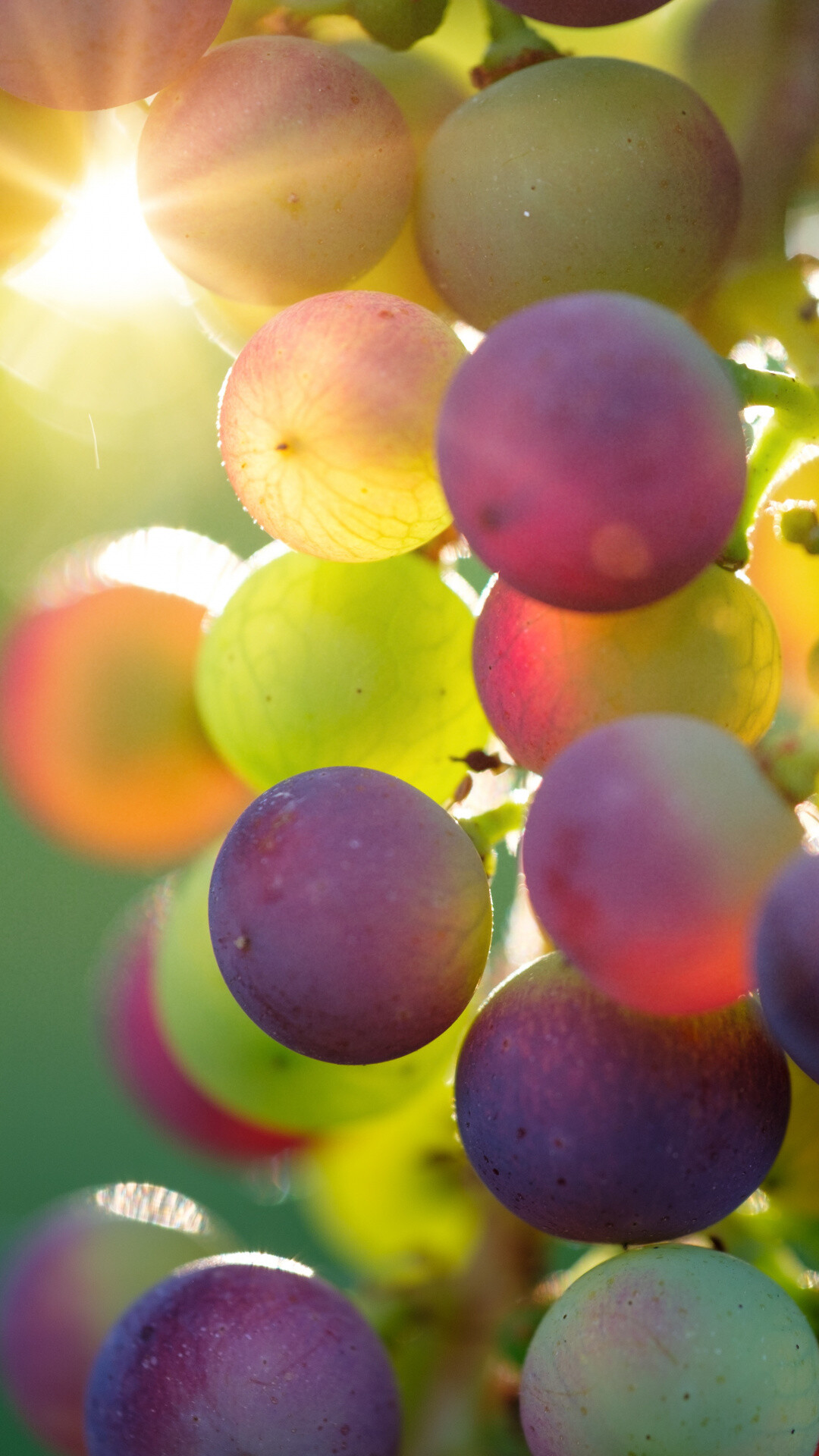 Grapes delight, Close-up shot, Juicy and plump, Nature's treasure, 1080x1920 Full HD Phone