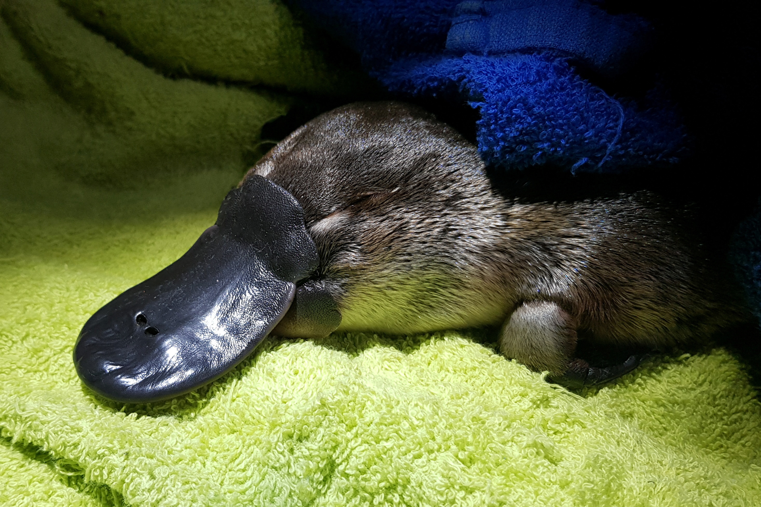 Platypus, Climate risk, Australian wildlife, Reuter's report, 2940x1960 HD Desktop