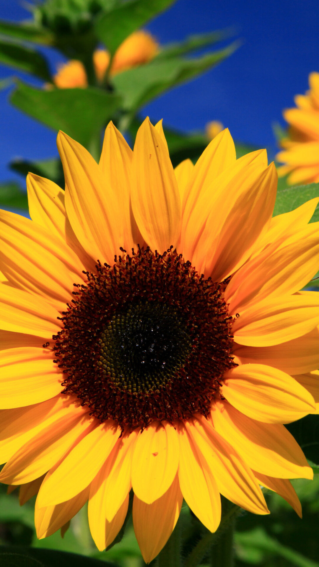 Sunflower close-up wallpaper, Nokia Lumia 1520, 4k background, Nature's wonder, 1080x1920 Full HD Phone