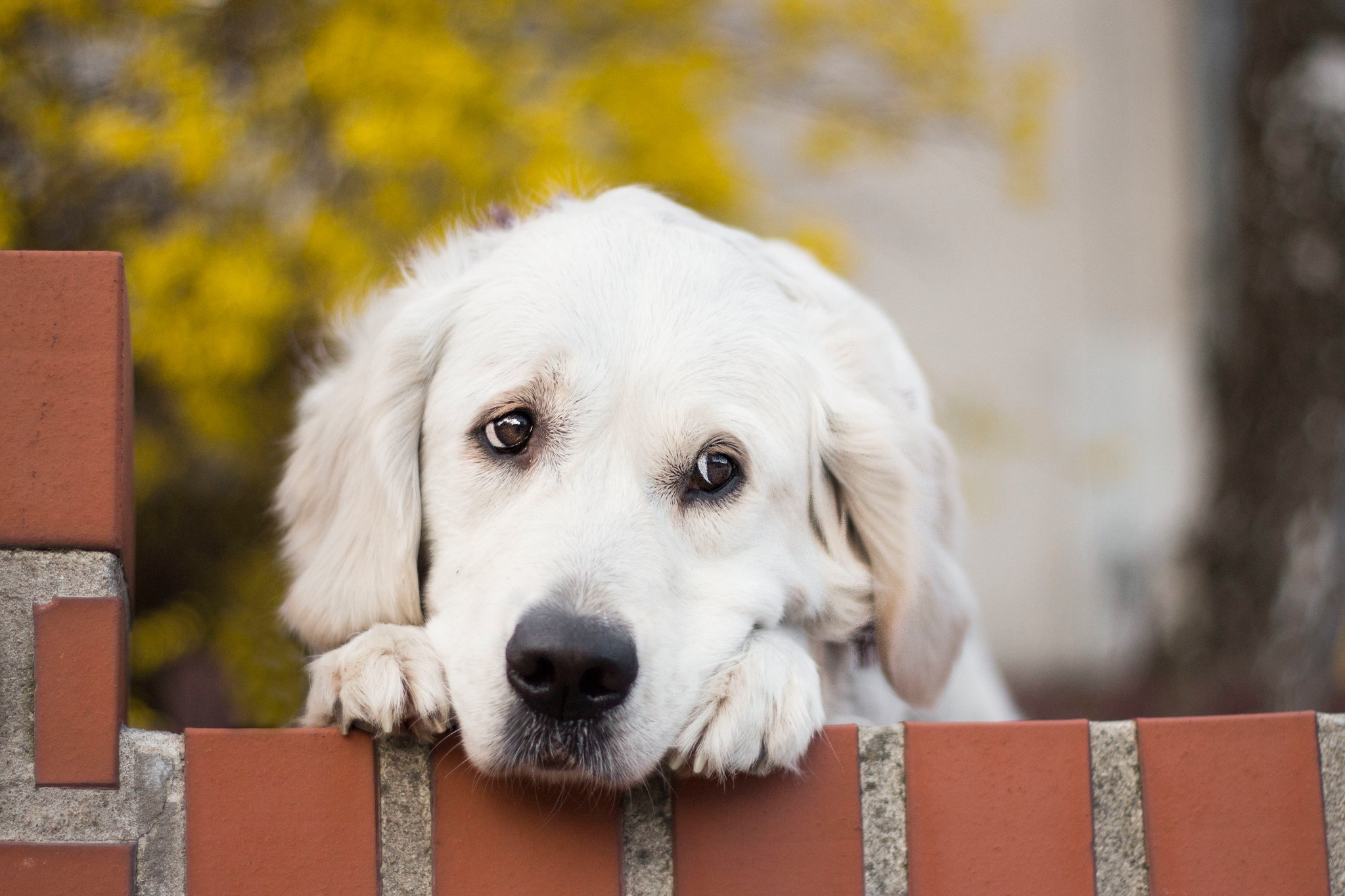 Akbash Dog, Golden Retriever, HD wallpaper, Retriever wallpaper, 2050x1370 HD Desktop