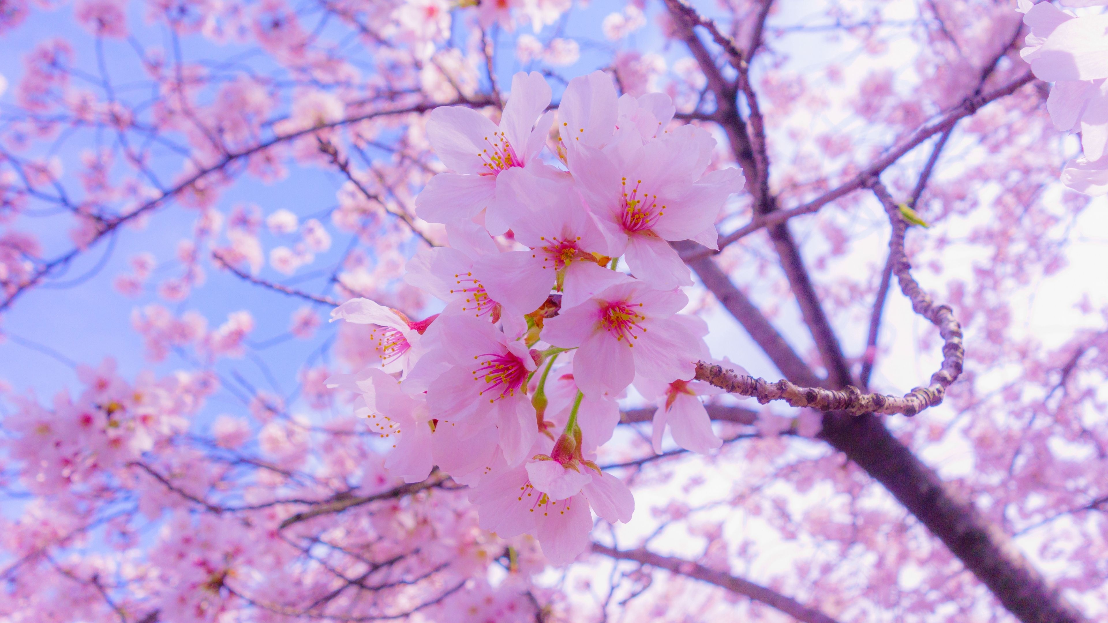 Pink sakura blossom cluster, Blooming cherry tree branch, Spring blue sky backdrop, 4K Desktop wallpaper