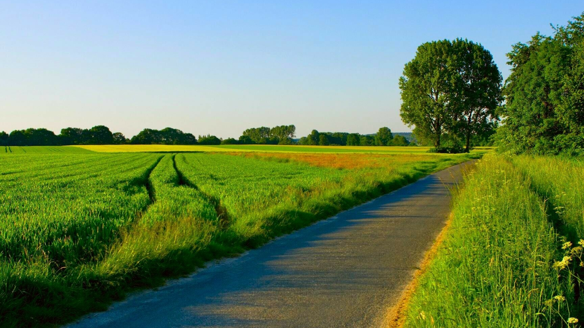 Green meadow, Summer Wallpaper, 1920x1080 Full HD Desktop