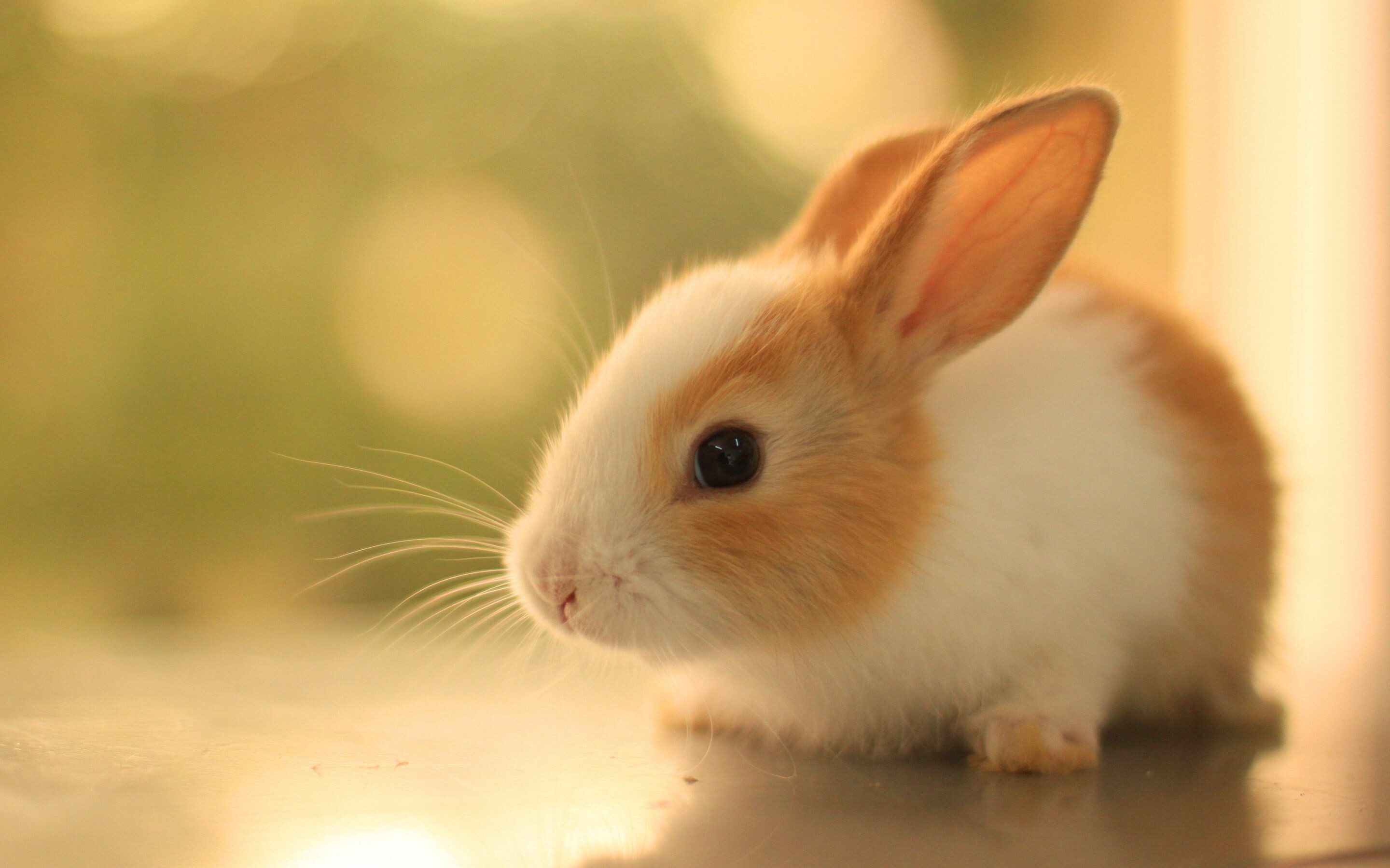 Adorable bunnies, Fluffy cuteness, Nature's charm, Picture-perfect pets, 2880x1800 HD Desktop