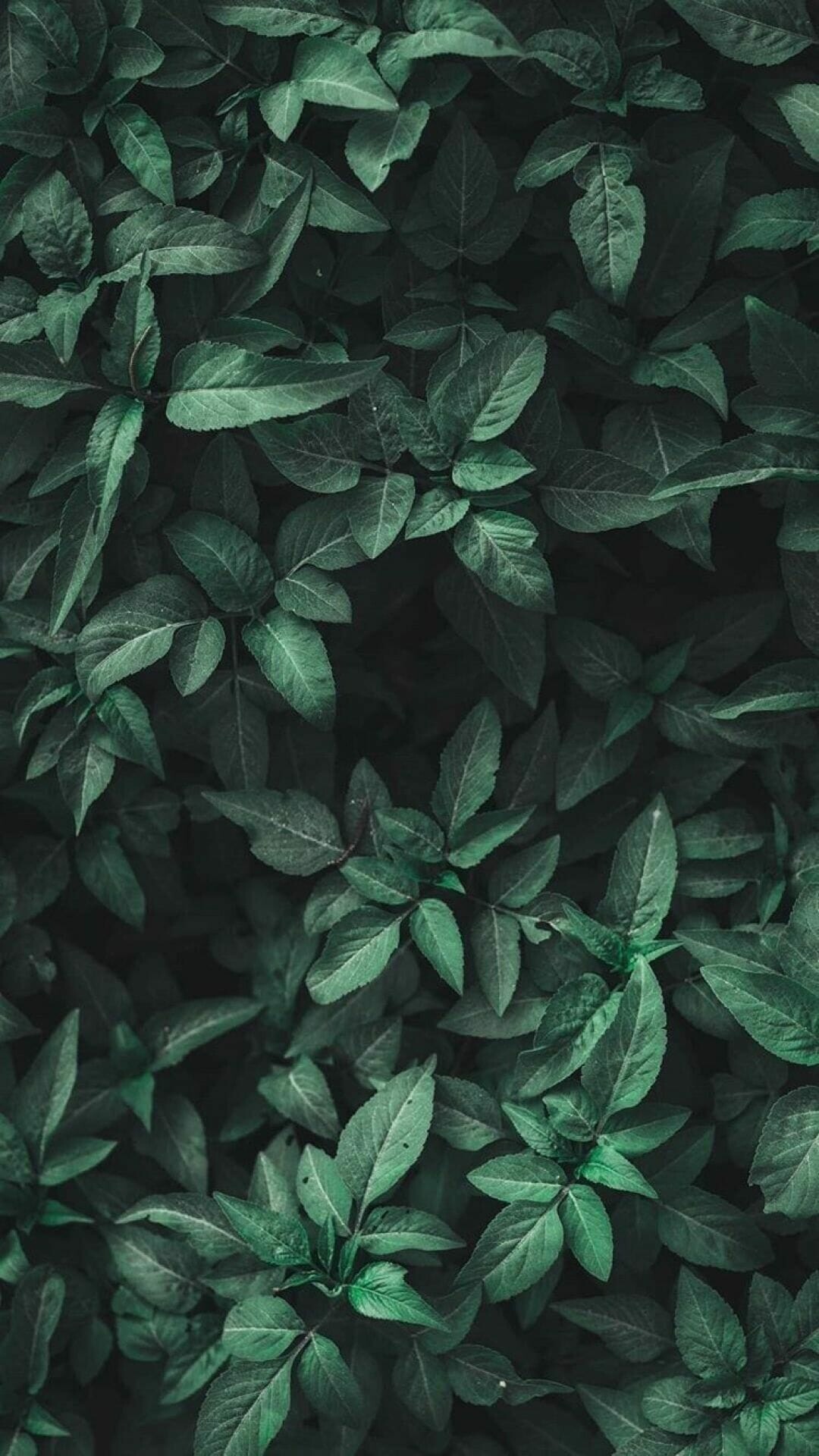 Green aesthetic, Green leaves, Nature wallpaper, Android iPhone, 1080x1920 Full HD Phone