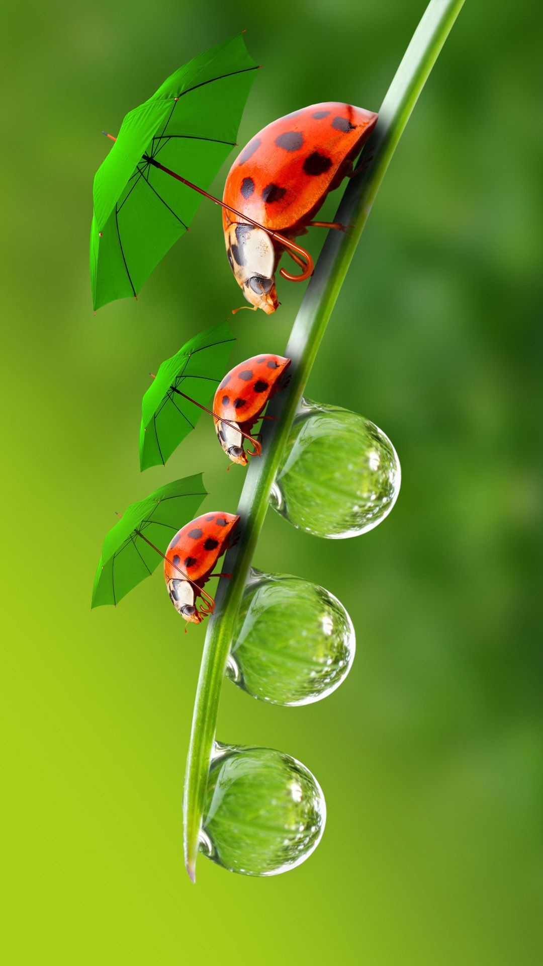 Beetle, Beetle animal wallpaper, Animal, Posted, 1080x1920 Full HD Phone