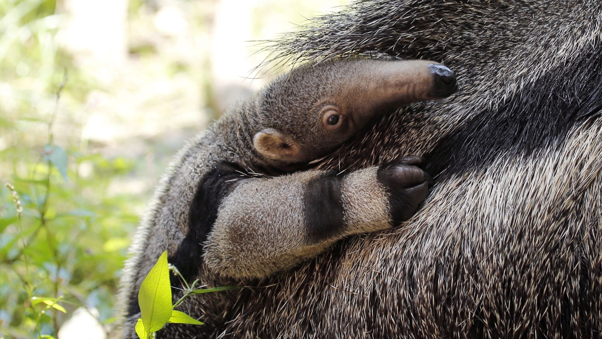 Anteater, Top free backgrounds, Wildlife, Mammals, 1920x1080 Full HD Desktop