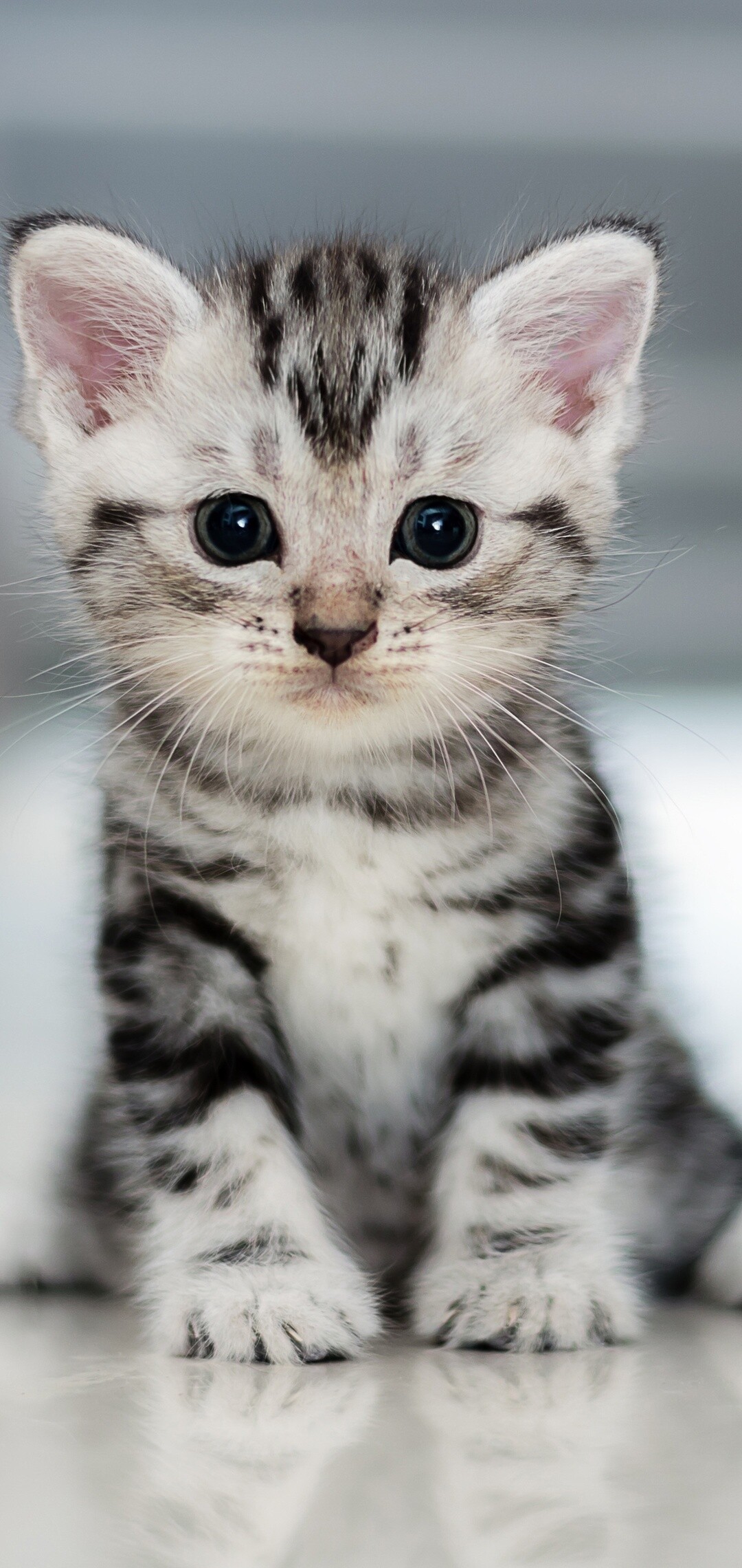 Small kitten, One Plus 6, Mobile wallpapers, 1080x2280 HD Phone