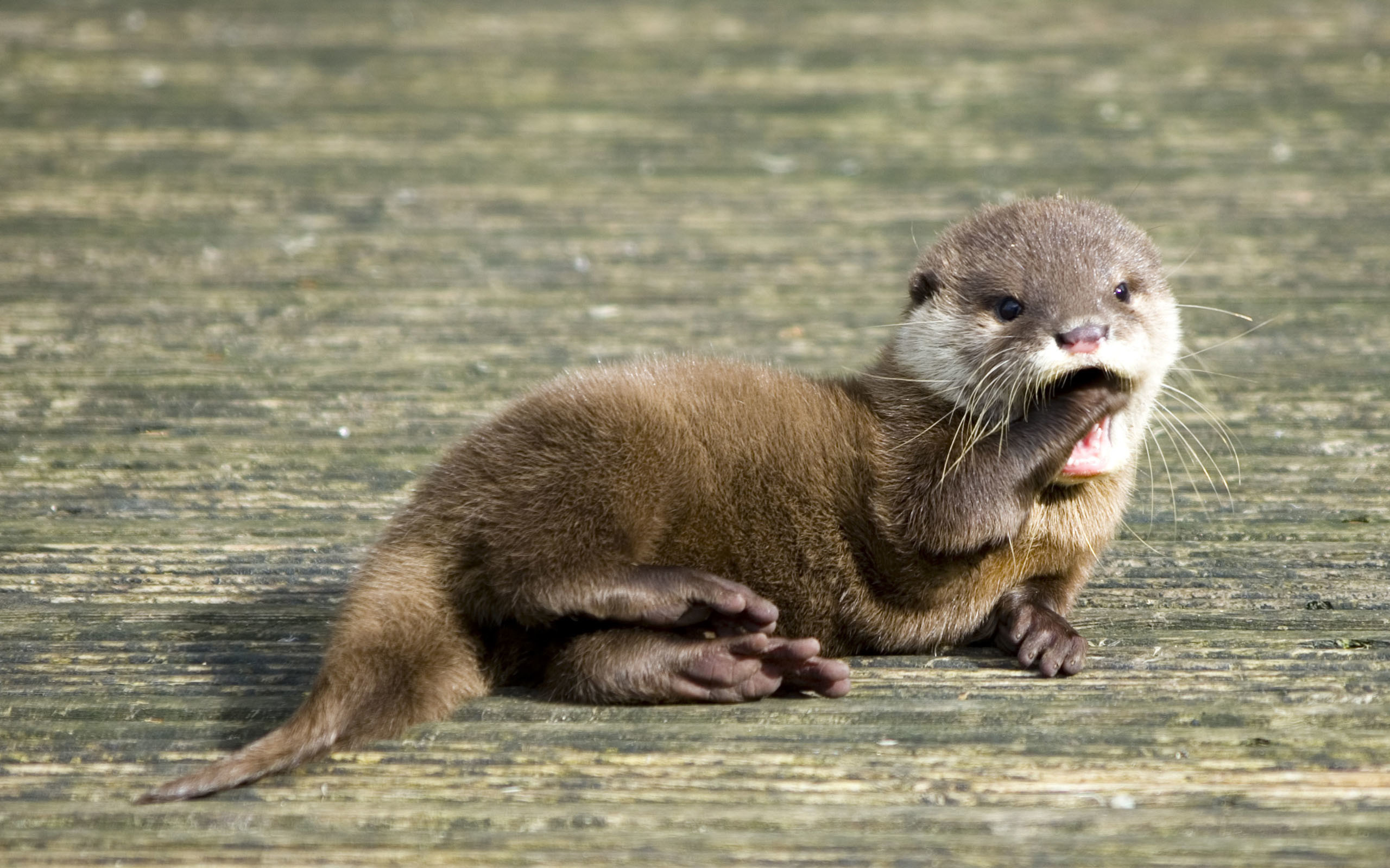 Baby, Otter Wallpaper, 2560x1600 HD Desktop