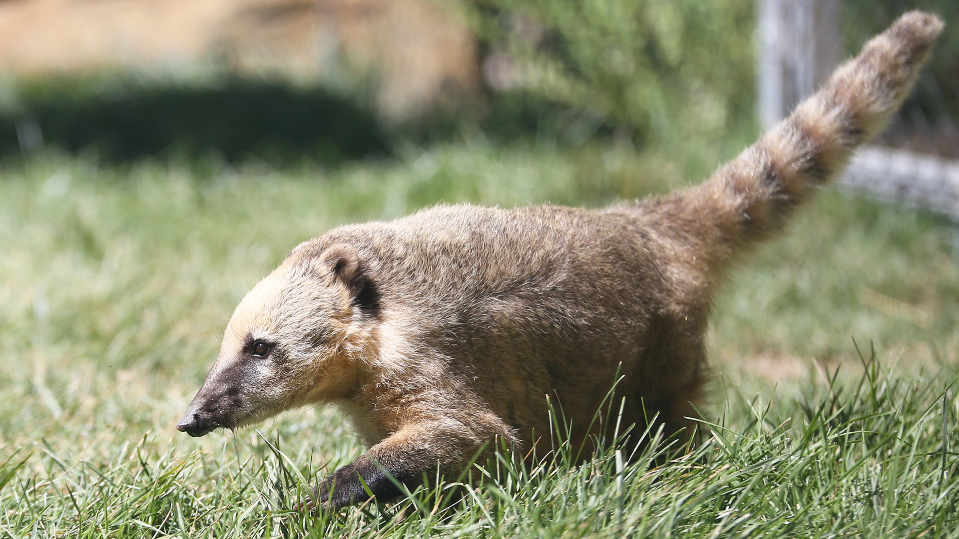 South American Coati, Elmwood Park Zoo, 1920x1080 Full HD Desktop