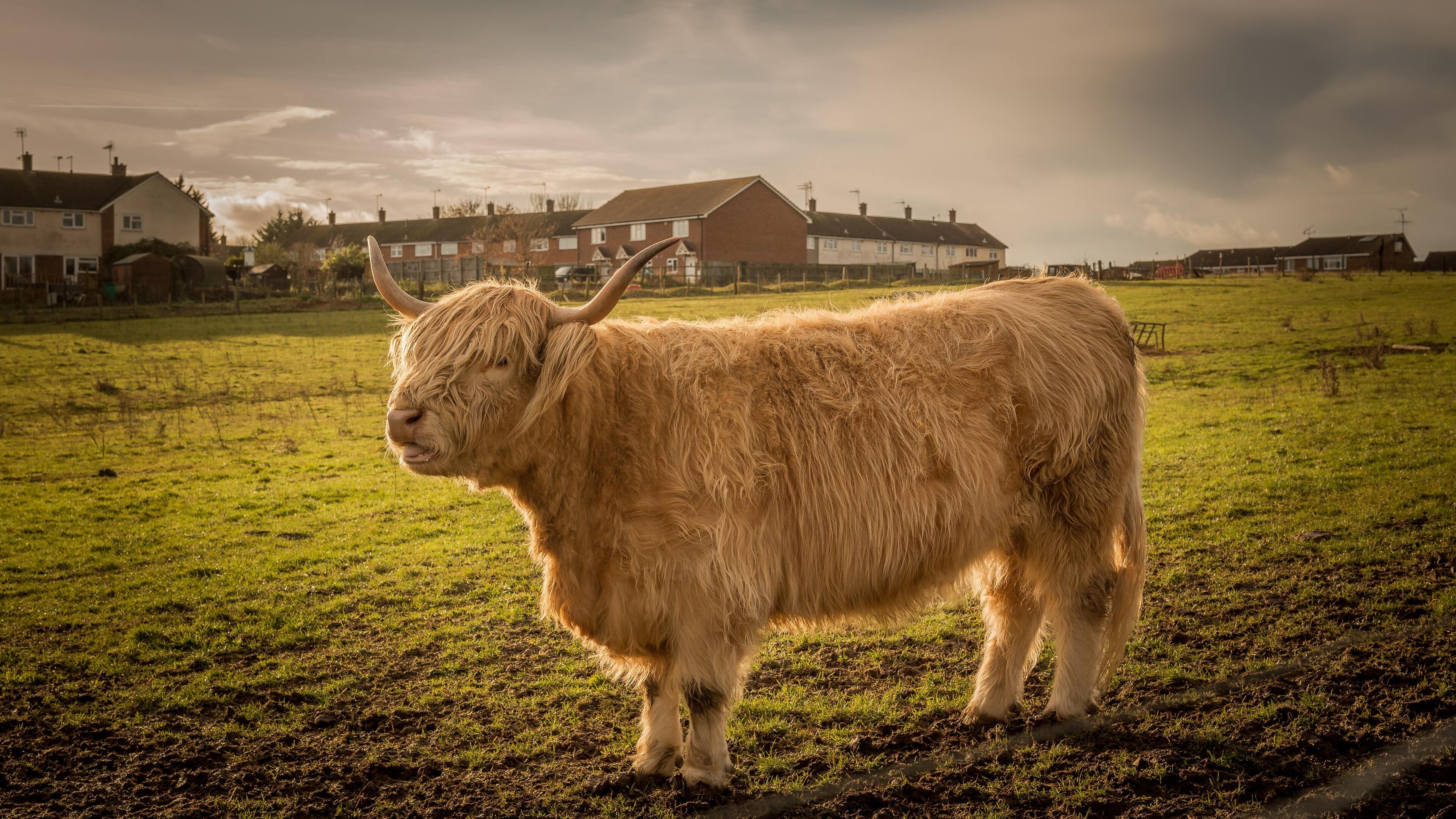 Bull, Farm Animals Wallpaper, 3840x2160 4K Desktop