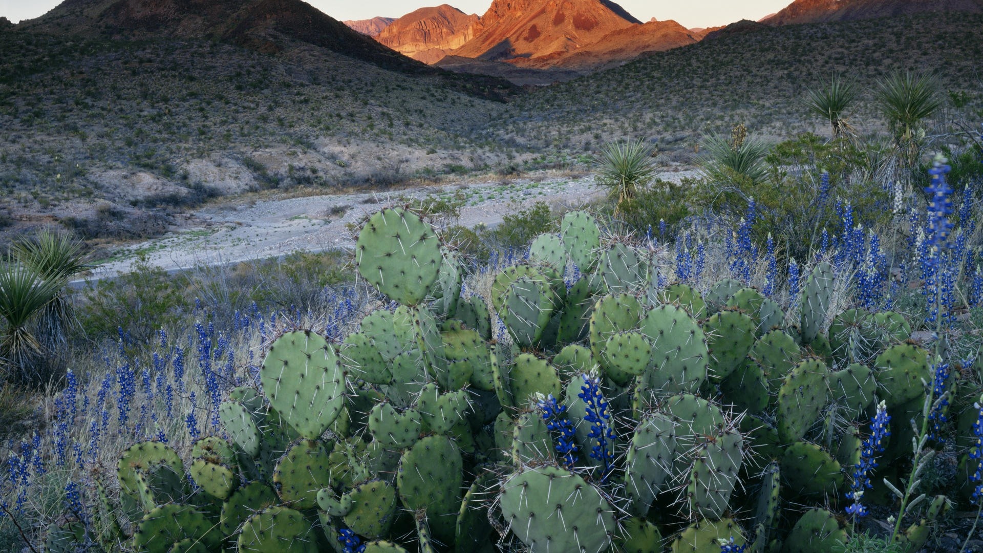 Cactus, Nature wallpaper, Serene beauty, Botanical splendor, 1920x1080 Full HD Desktop