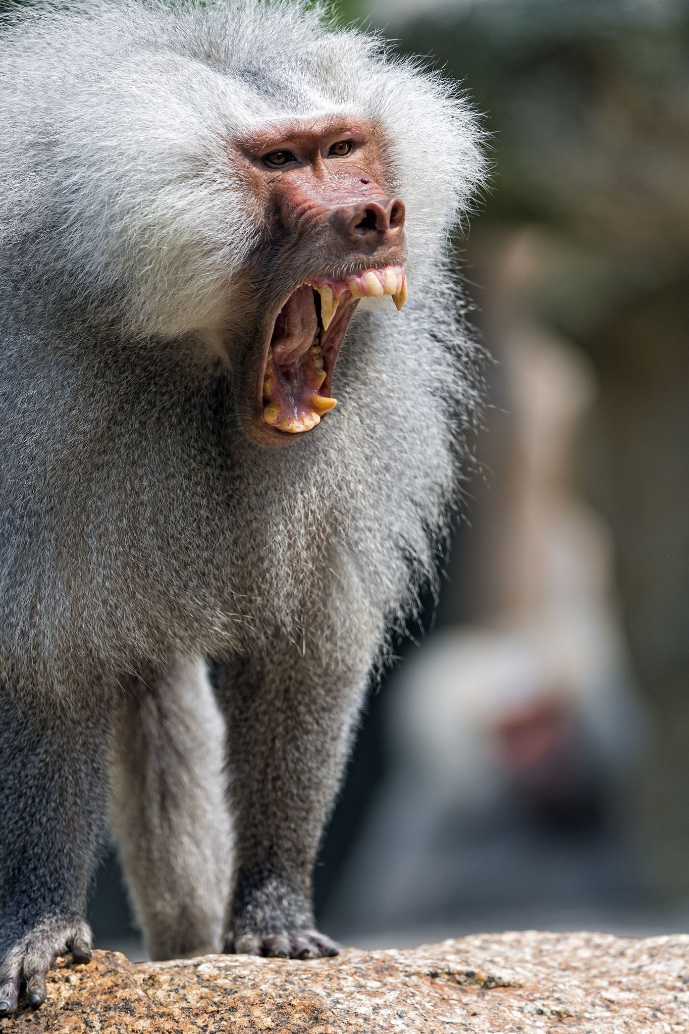 Yawning, Baboon Wallpaper, 1370x2050 HD Phone