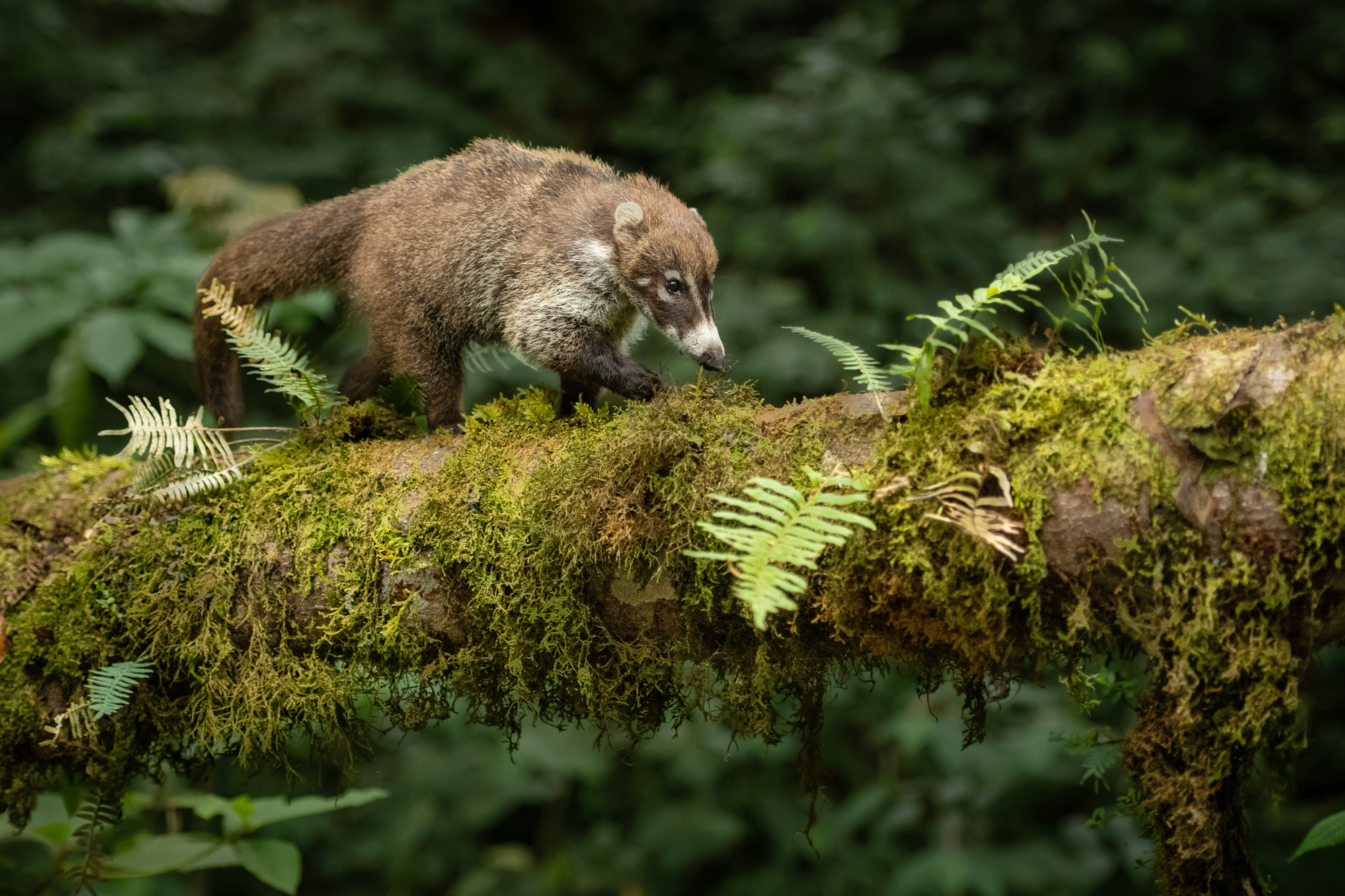 Coati, Cloud forest, Wildlife photography, 2000x1340 HD Desktop