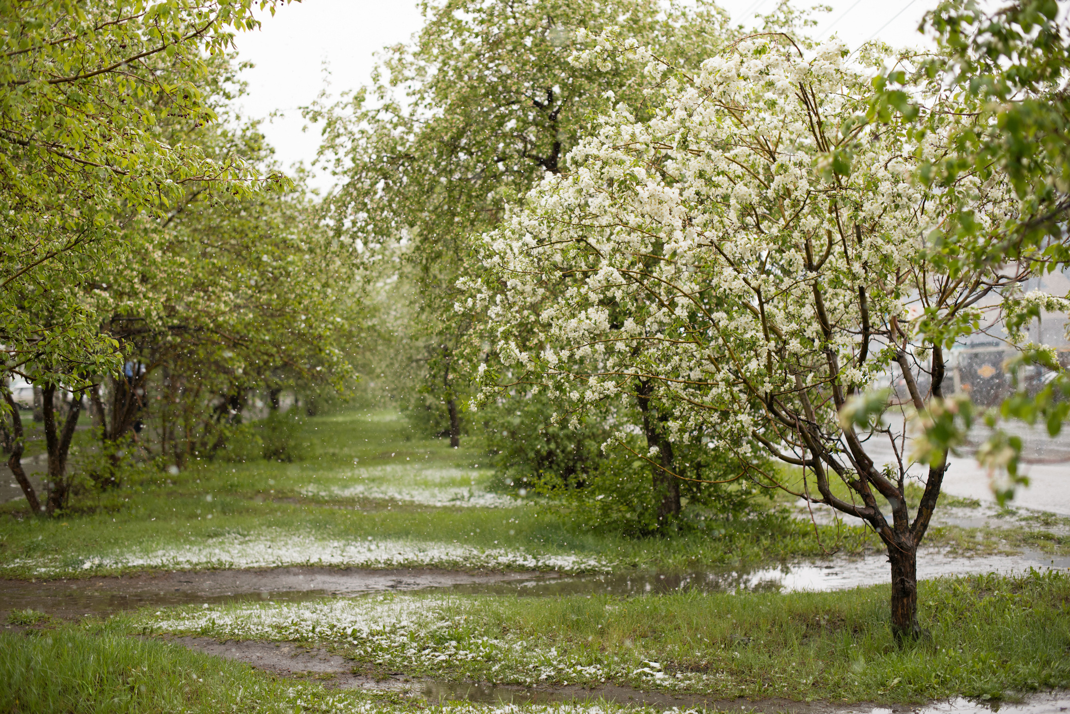 Alley, Hawthorn Tree Wallpaper, 2120x1420 HD Desktop