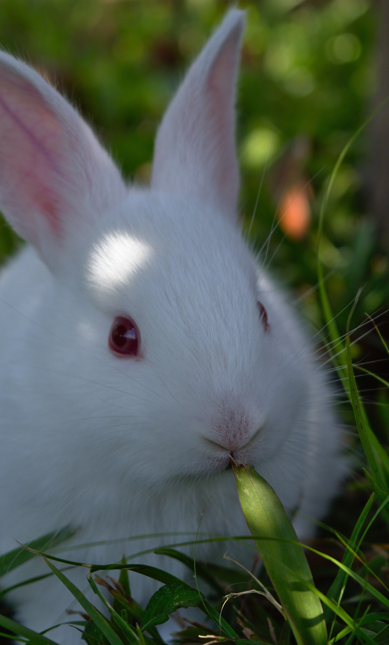 Cute white rabbit, Animal delight, iPhone wallpaper, Plush image, 1280x2120 HD Phone