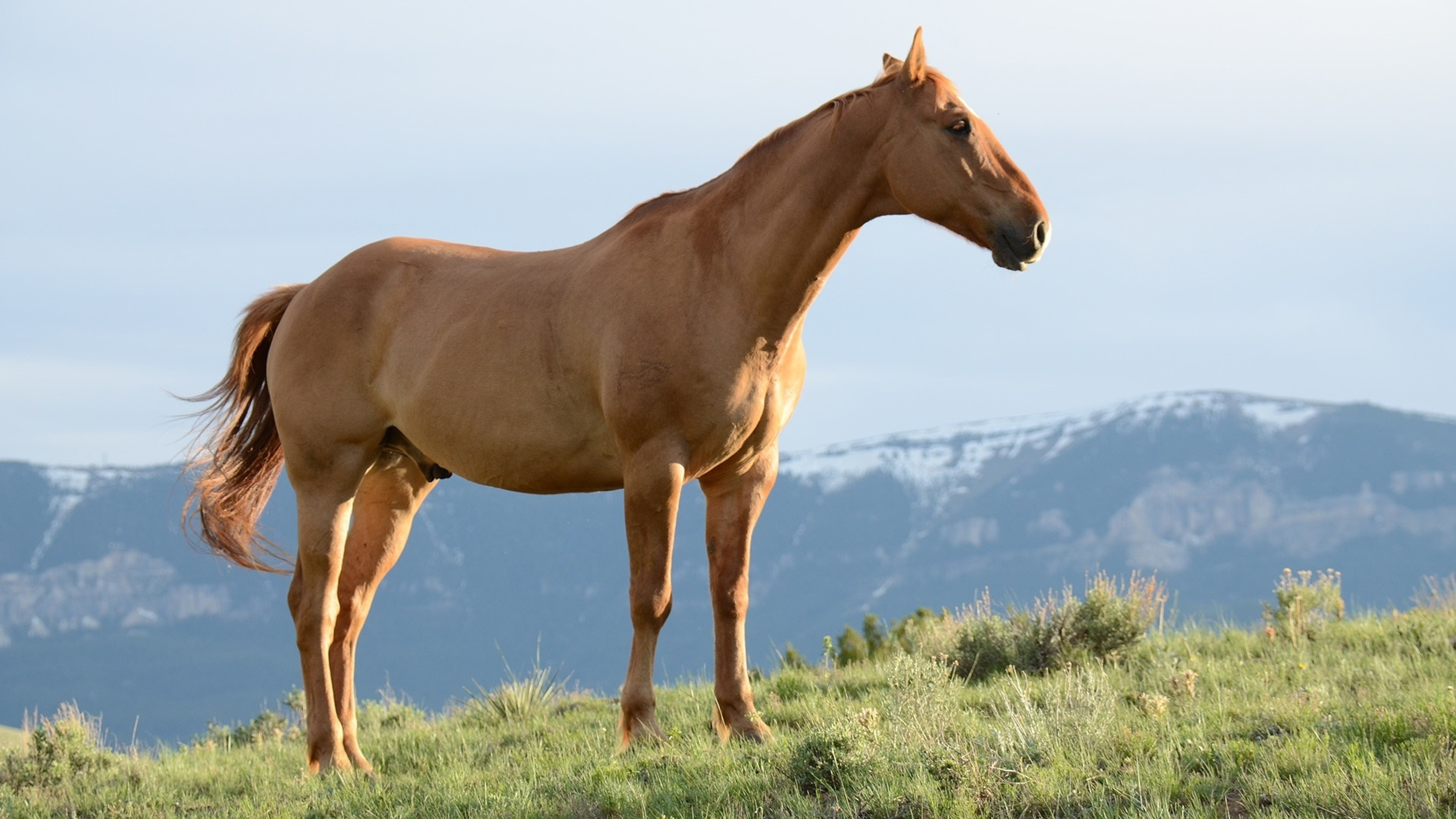 American Quarter, Horses Wallpaper, 3840x2160 4K Desktop