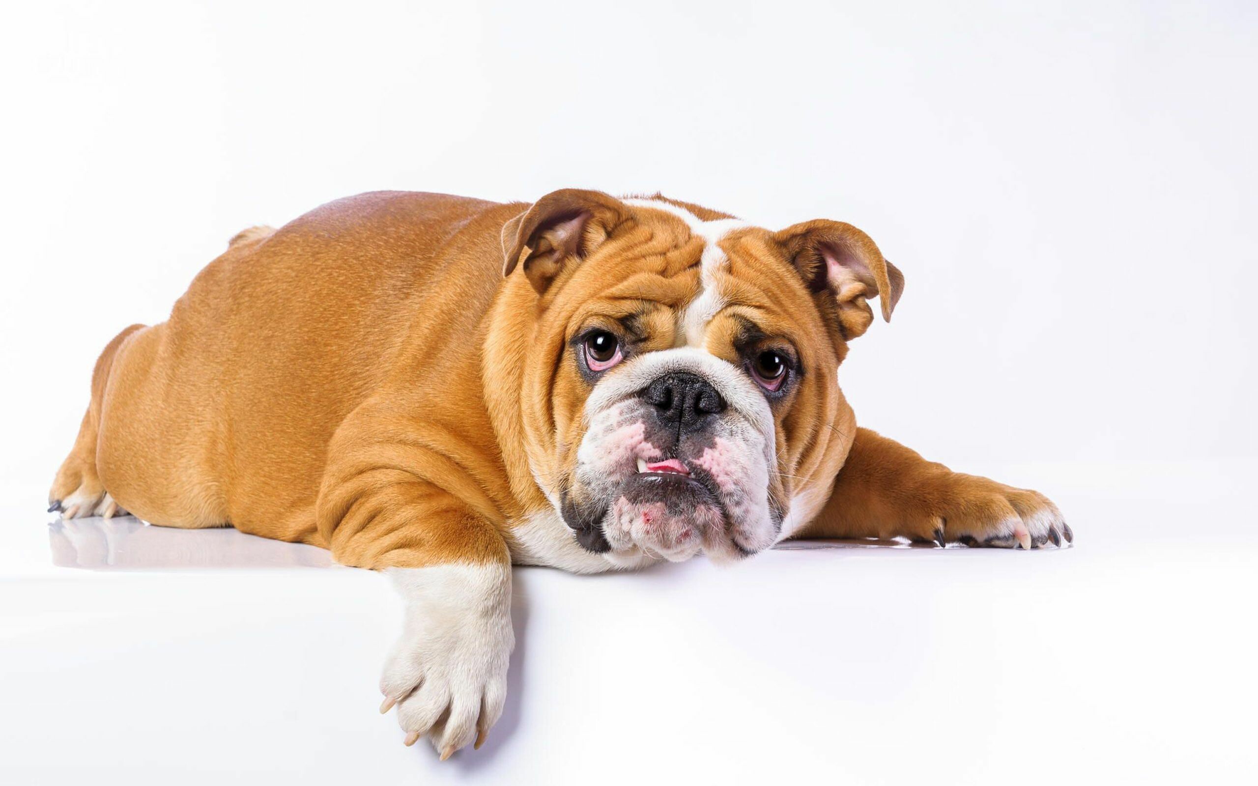 Bulldog, French breed, HD wallpapers, Stunning visuals, 2560x1600 HD Desktop