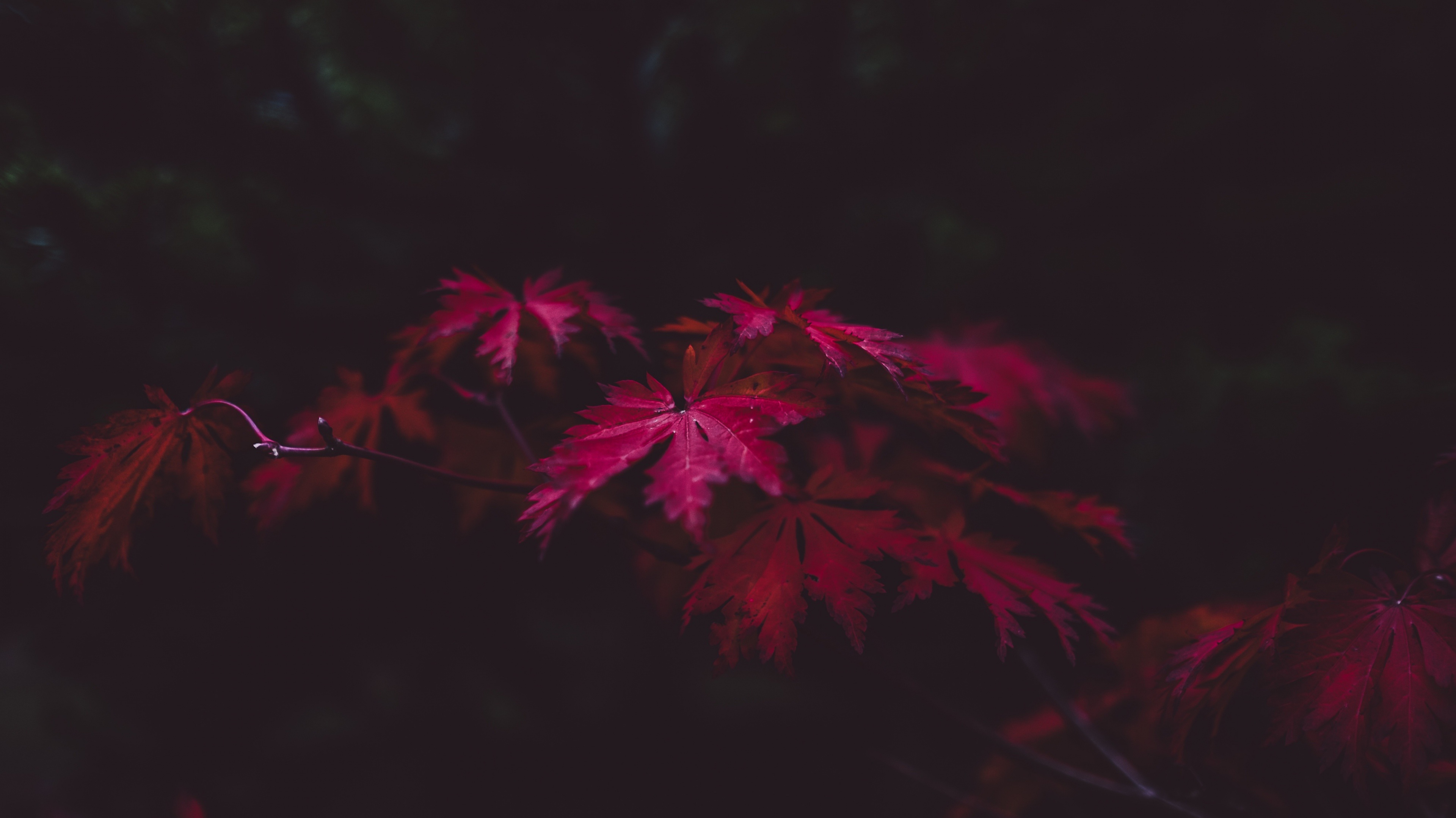 Japanese maple leaves, crimson autumn foliage, dark forest understory, 4K Desktop wallpaper