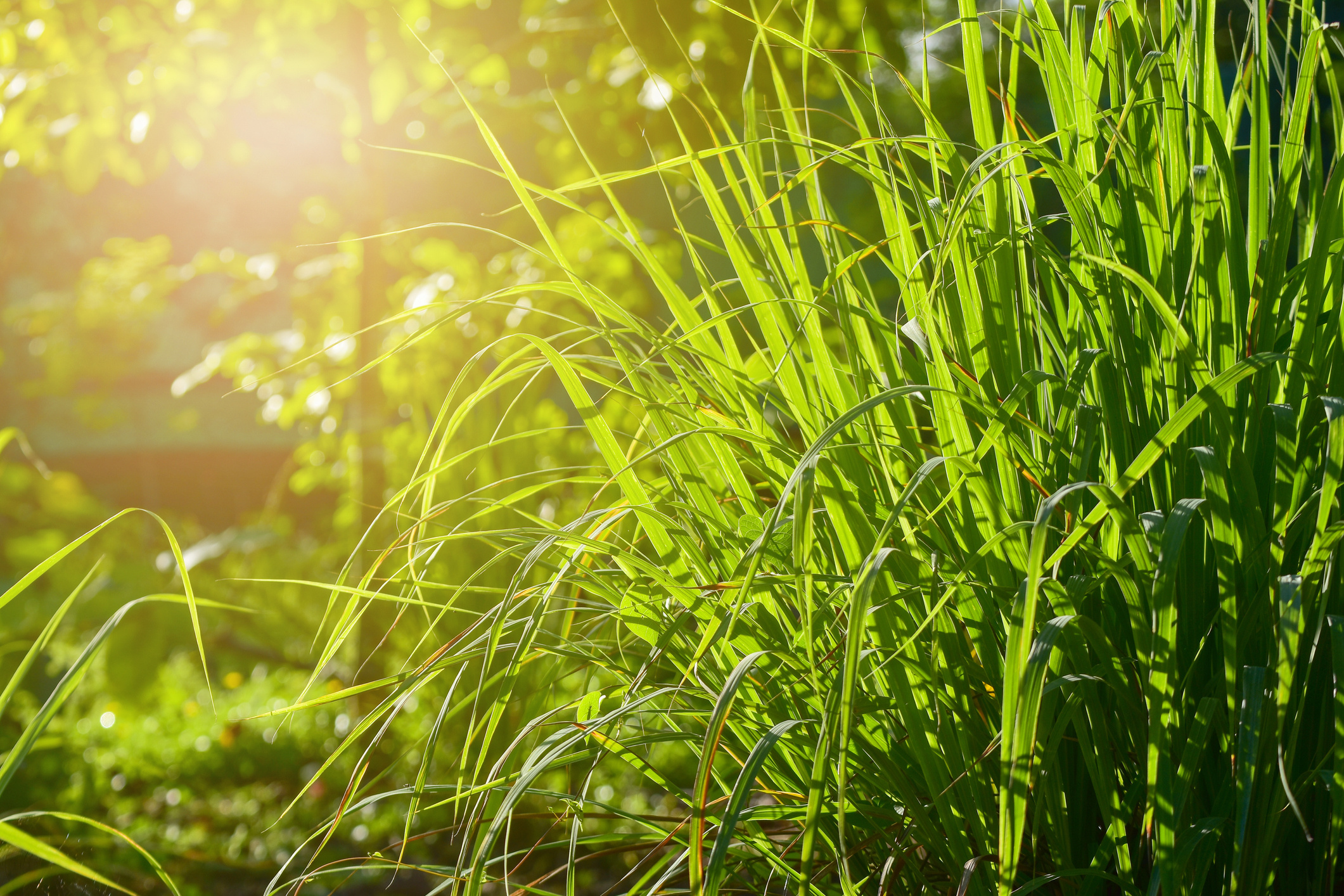 Lemongrass wallpapers, Peaceful nature, Relaxing backgrounds, Harmonious visuals, 2130x1420 HD Desktop