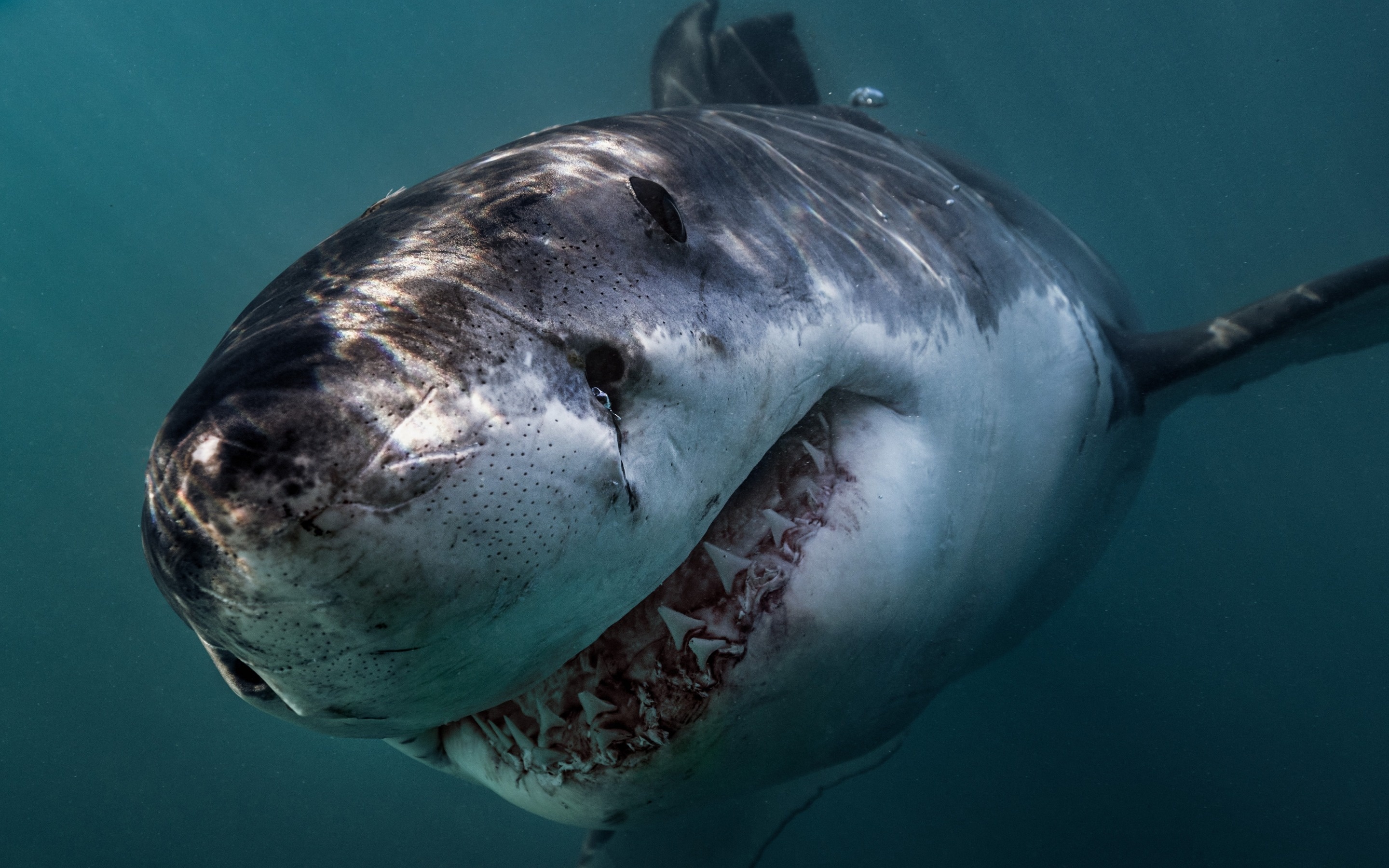 Close-up, Great White Sharks Wallpaper, 2880x1800 HD Desktop