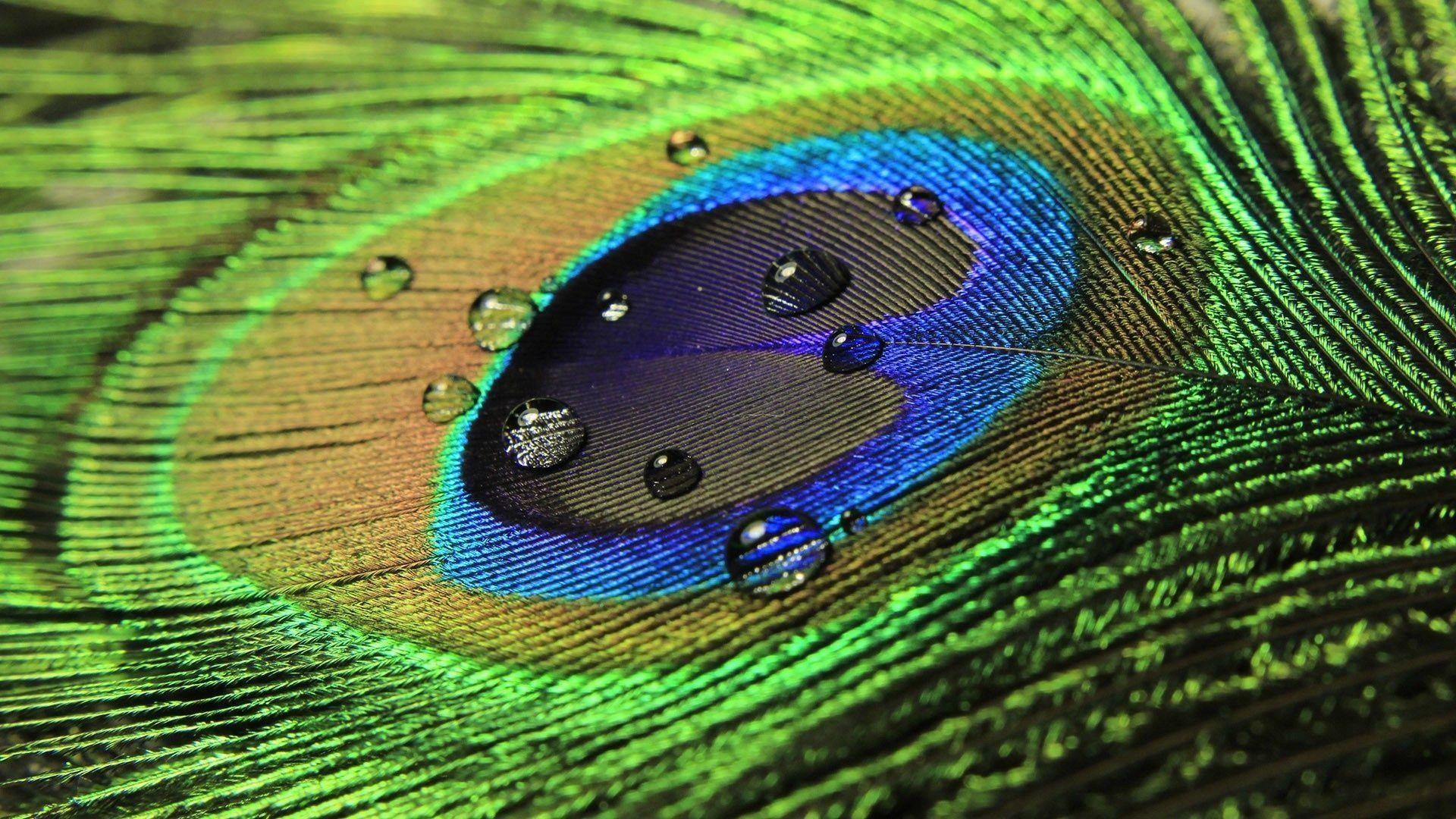 Peacock feather eyespot, Glistening water droplets, Iridescent green plumage, Full HD Desktop wallpaper
