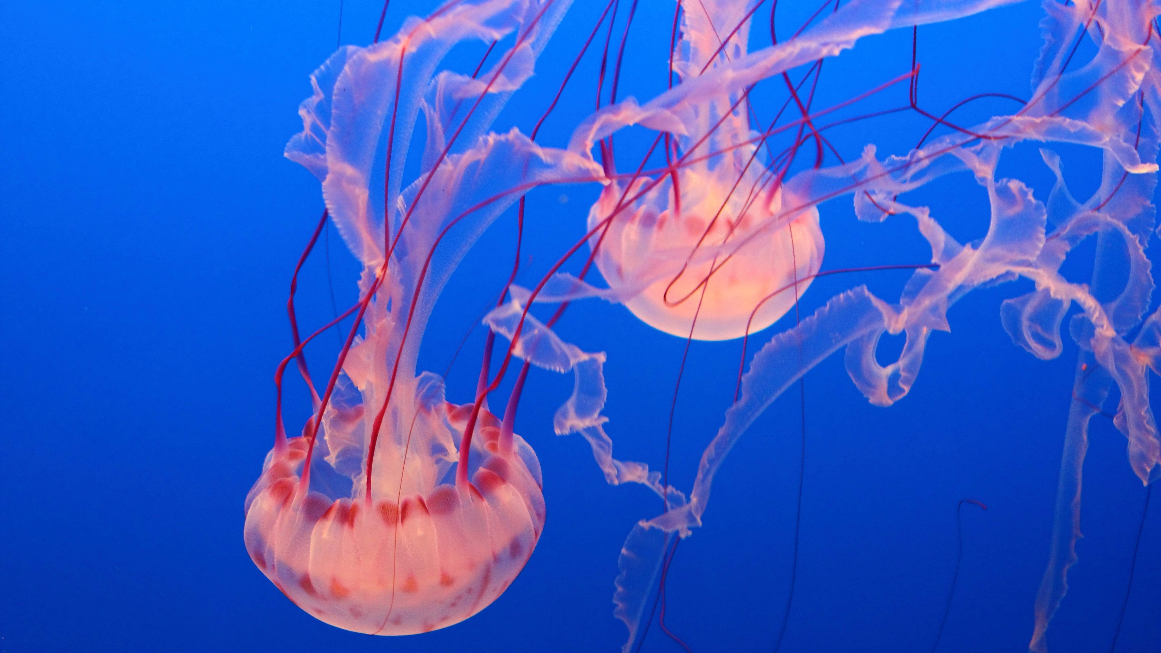 Jellyfishes, Oceanarium Wallpaper, 3840x2160 4K Desktop