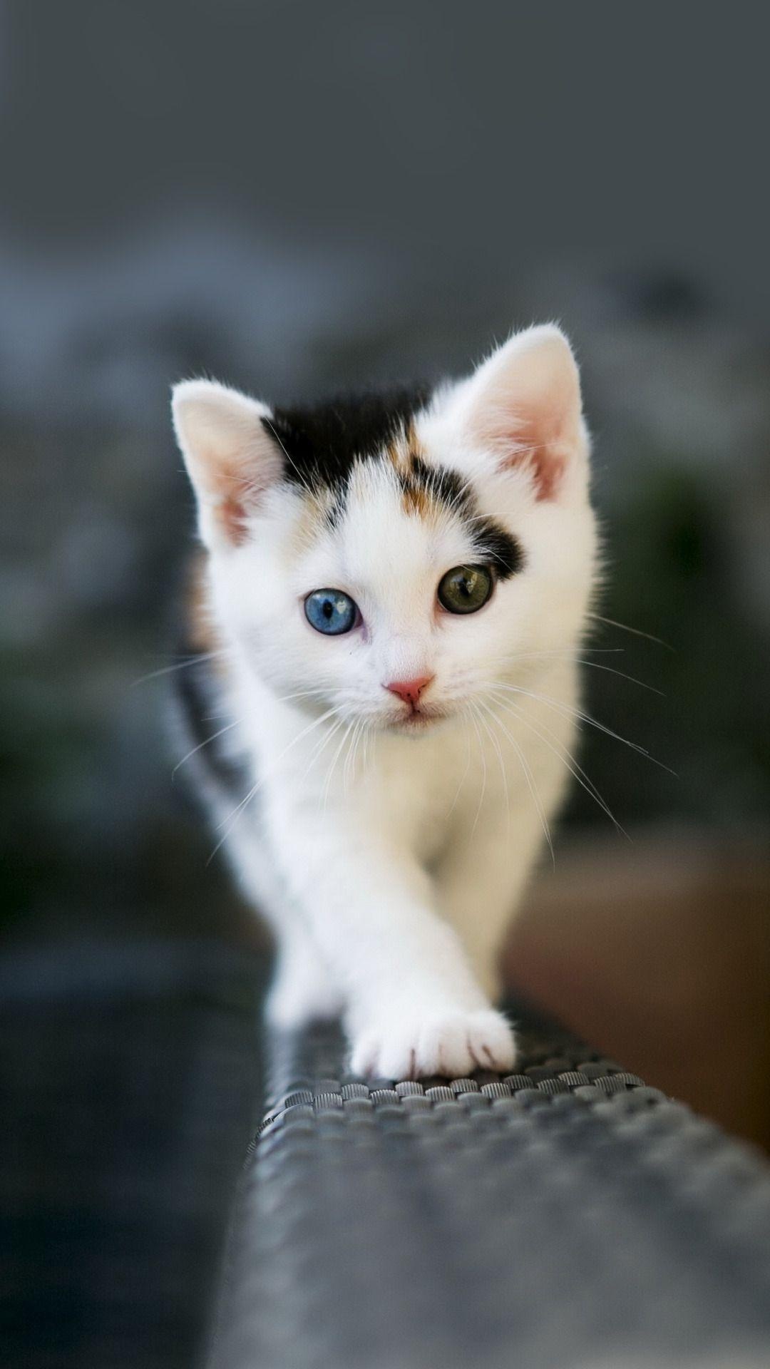 odd-eyed calico kitten, blue and green eyes, woven wicker railing, Full HD Phone wallpaper