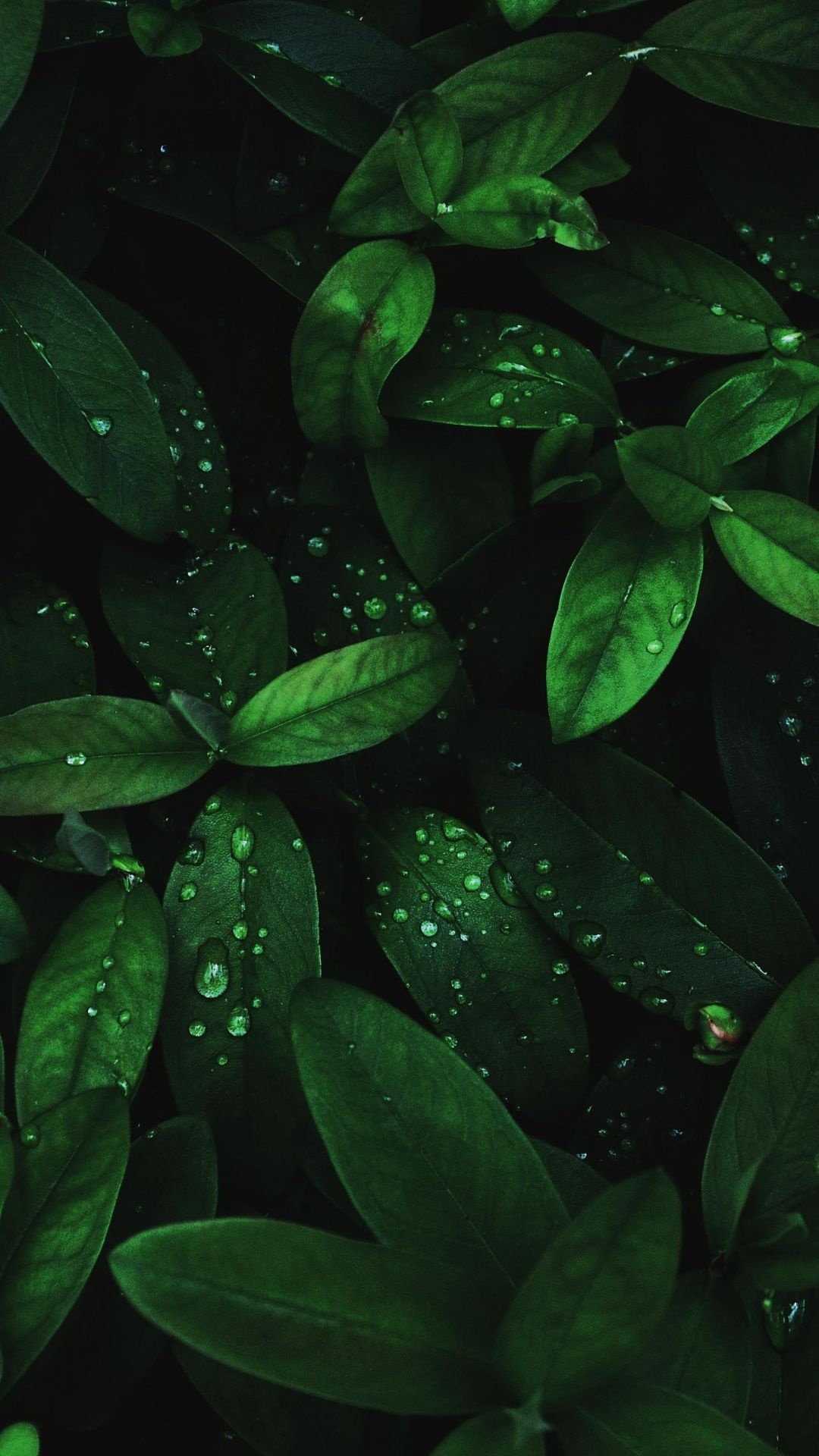 Flora drops, Green leaves, Leaf wallpaper, Nature's charm, 1080x1920 Full HD Phone