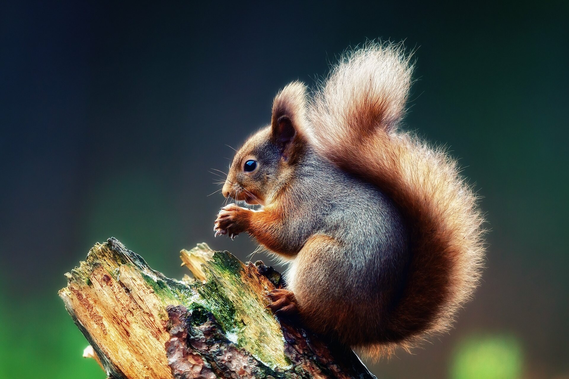 Squirrel, HD wallpapers, Background images, Wildlife, 1920x1280 HD Desktop