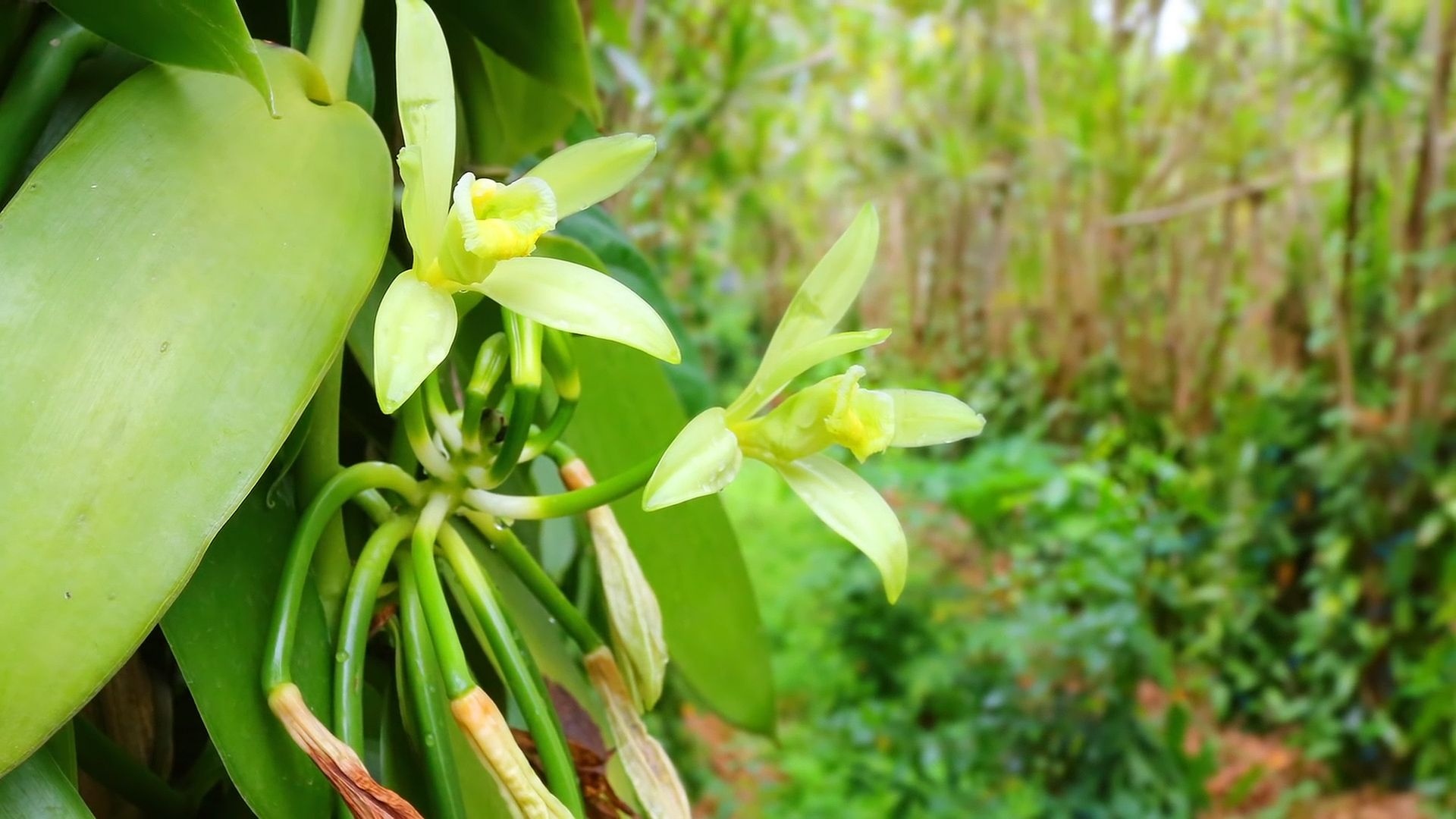 History of vanilla, Natural and synthetic, Britannica, Britannica, 1920x1080 Full HD Desktop