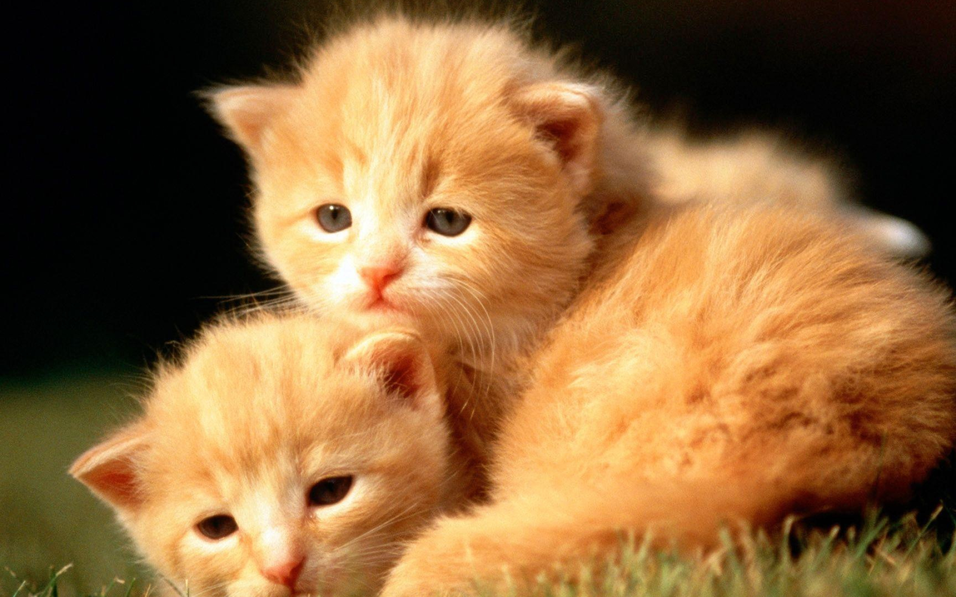 Baby animal cuteness, Adorable backgrounds, Innocent creatures, Playful nature, 1920x1200 HD Desktop