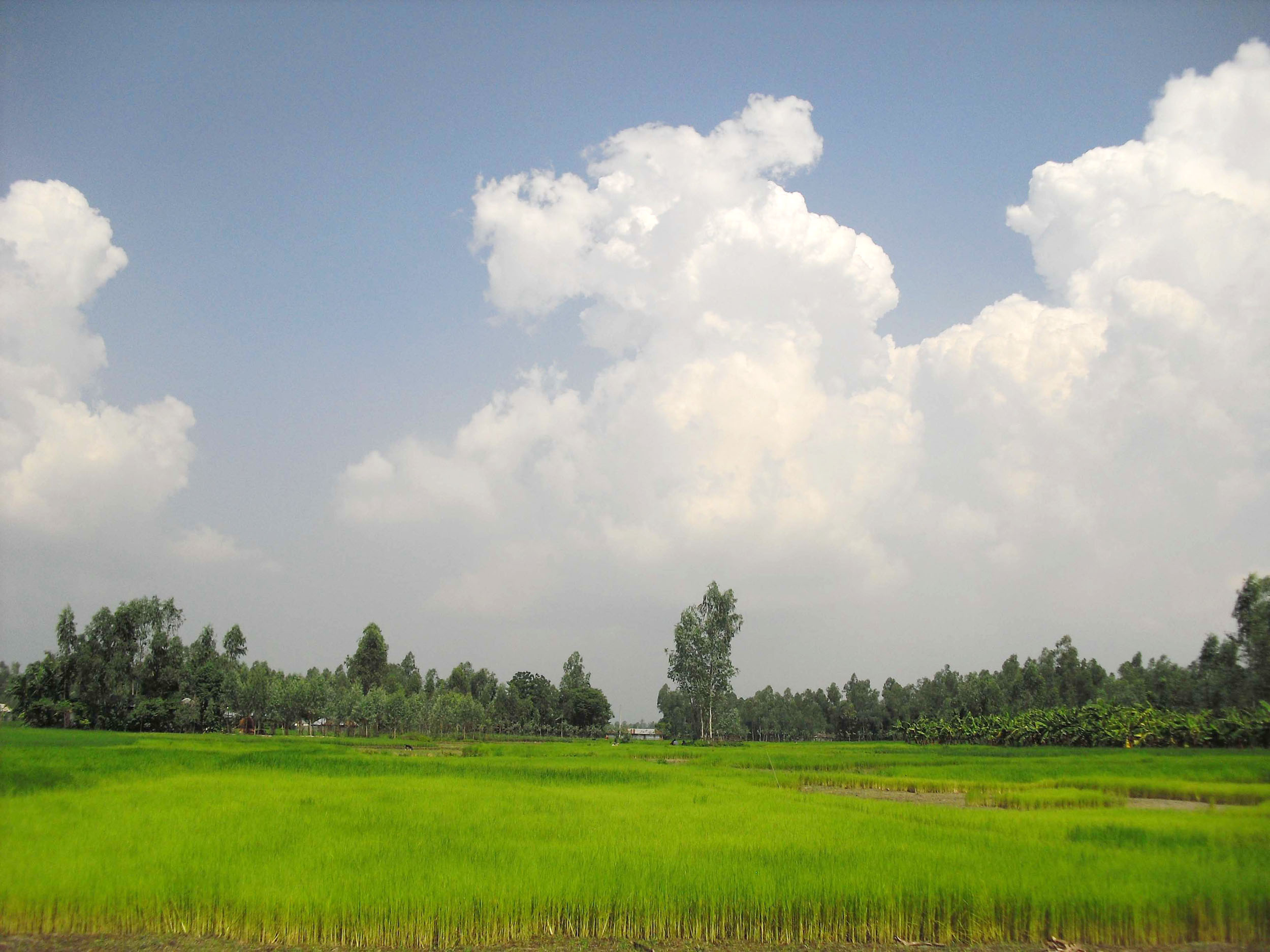 Village Shanto, Bangladesh wallpaper, Peaceful countryside, Local communities, 2500x1880 HD Desktop